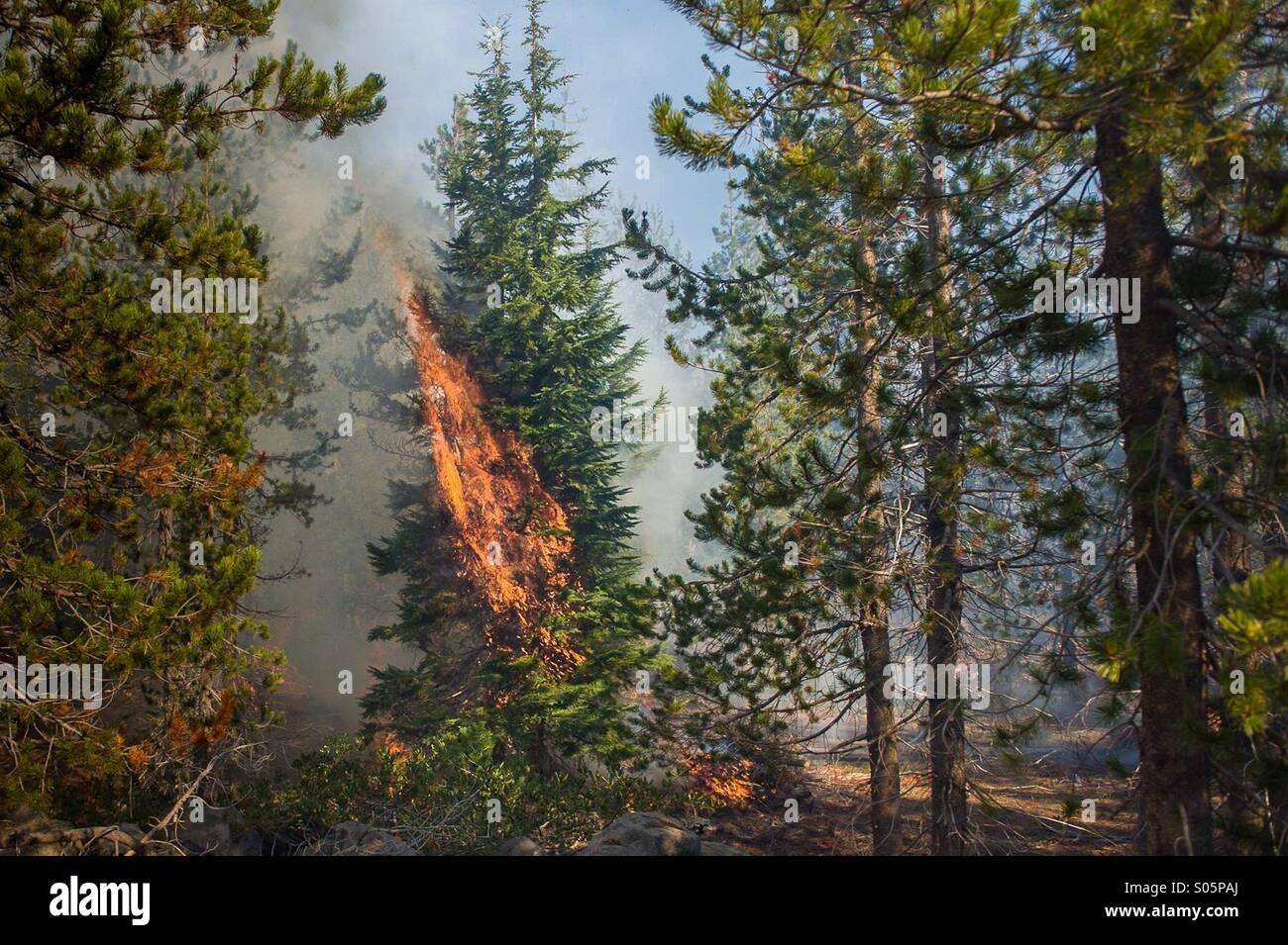 Douglas Fir Tree sul fuoco durante un mop fino trek nel nord-ovest del Pacifico. Foto Stock