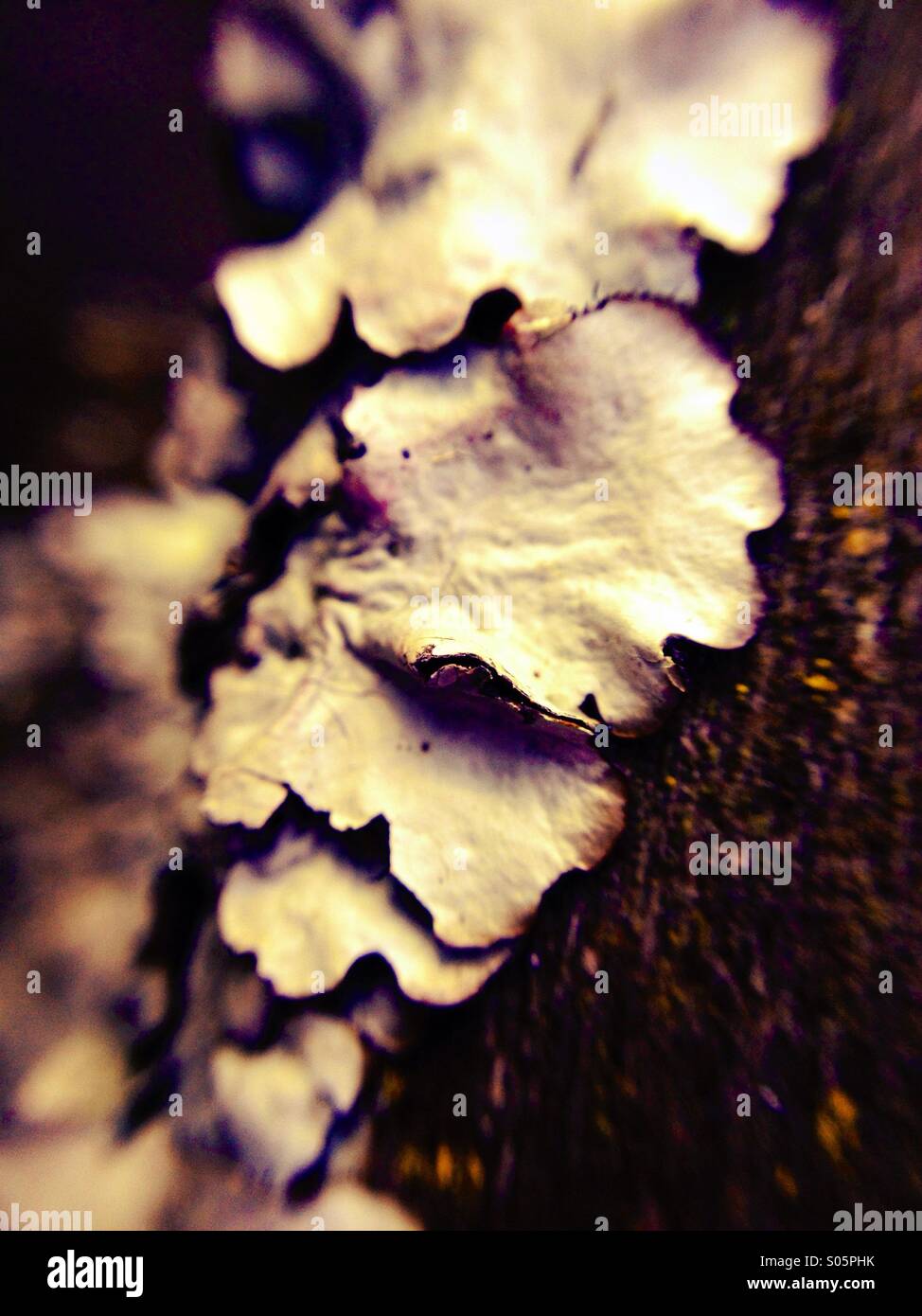 Close up di funghi che crescono su legno Foto Stock