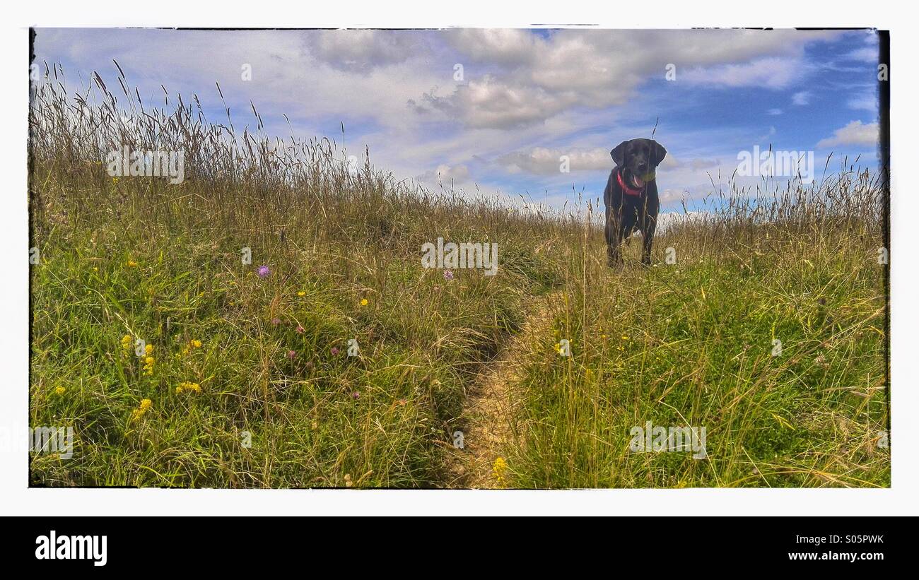 il labrador Nero aspetta in attesa su una collina erbosa con una palla in bocca - Immagine stock catturata con smartphone