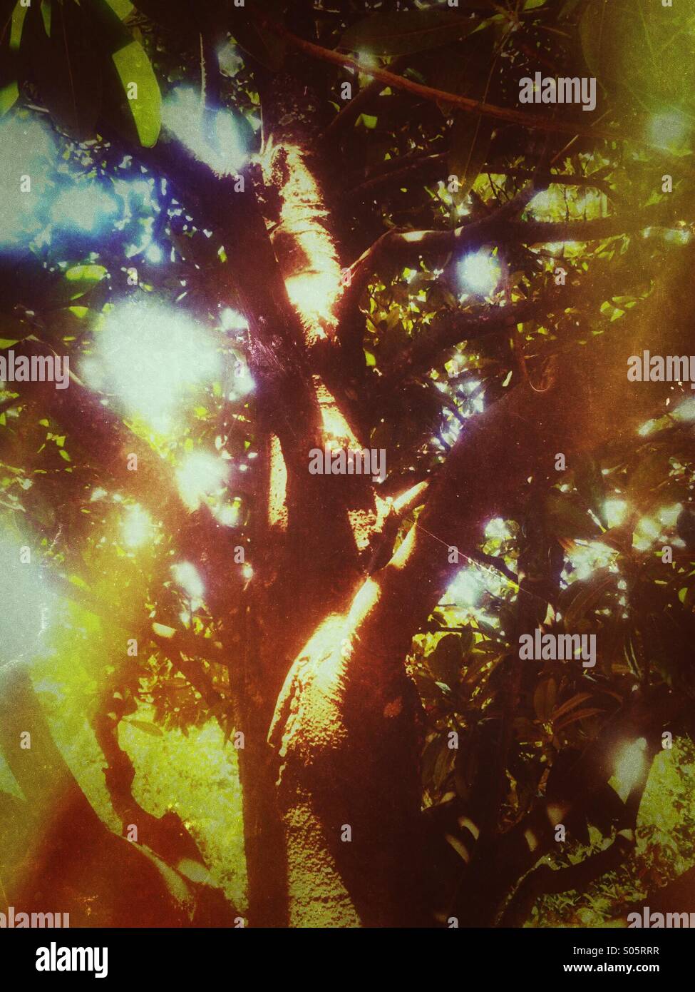 Luce attraverso la struttura ad albero. Foto Stock