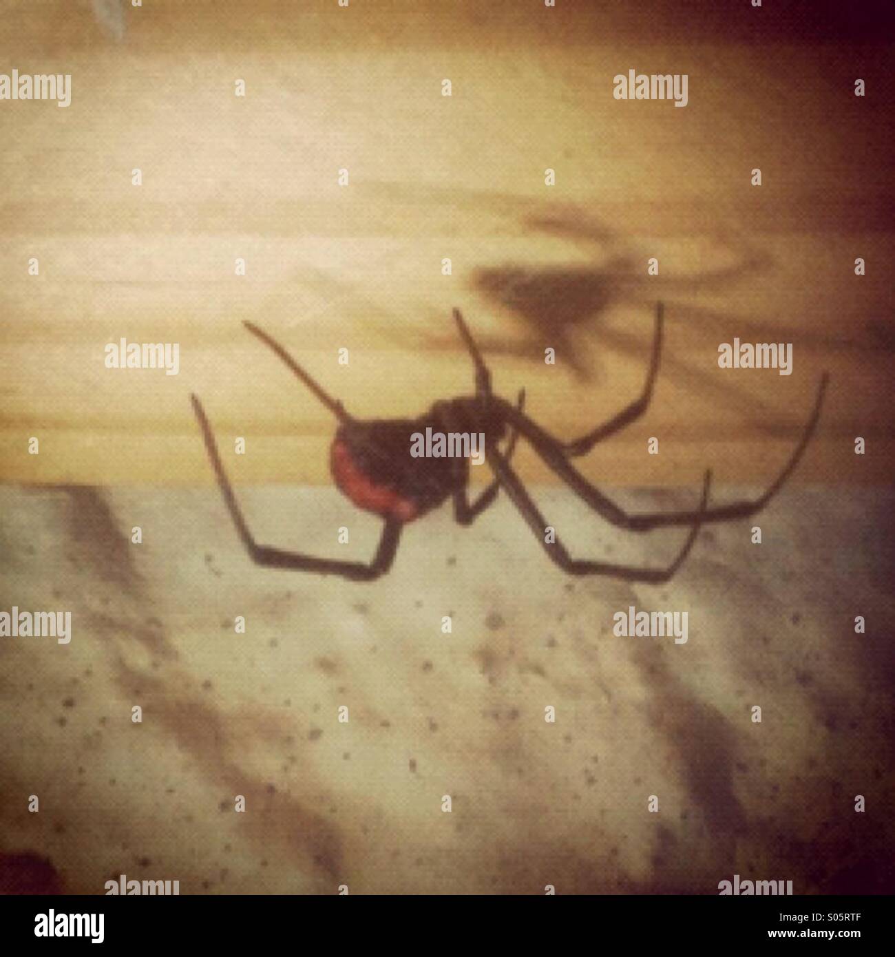 Rosso australiano torna spider - Immagine stock catturata con smartphone