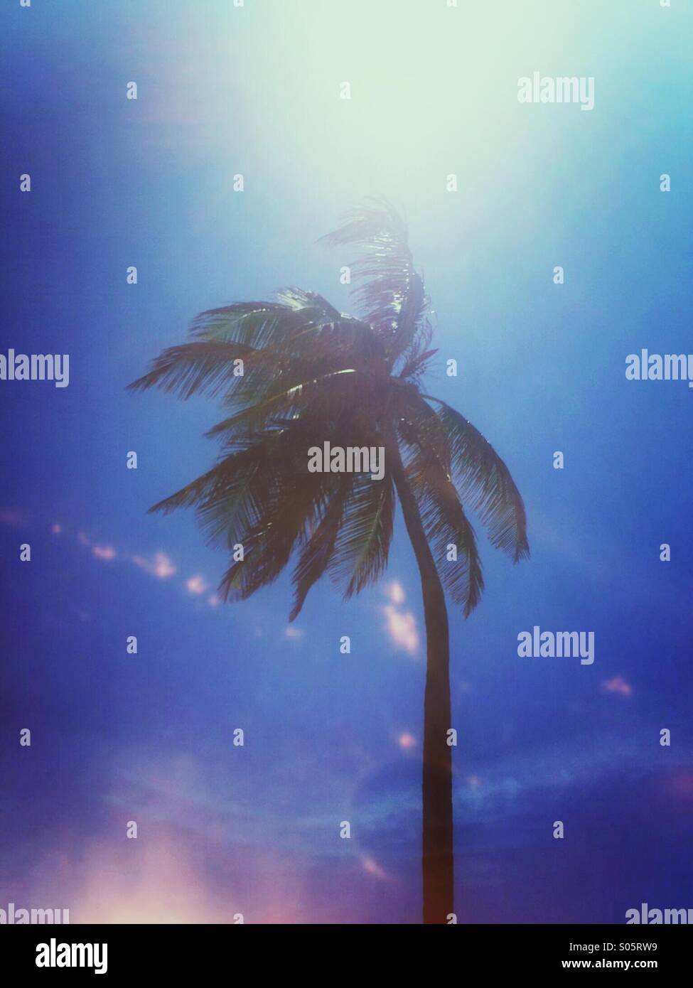 Coconut Palm tree al vento. Foto Stock