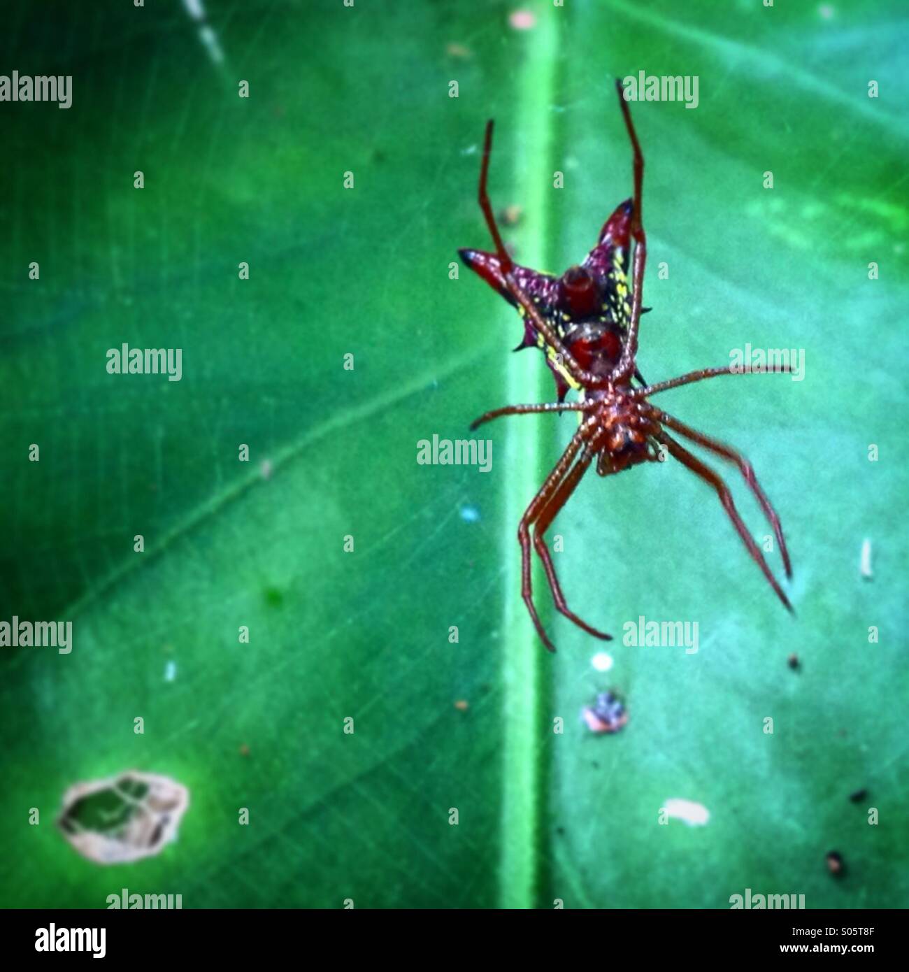 Una crociera nella giungla di Santa Elena, Yucatan, Messico - Immagine stock catturata con smartphone