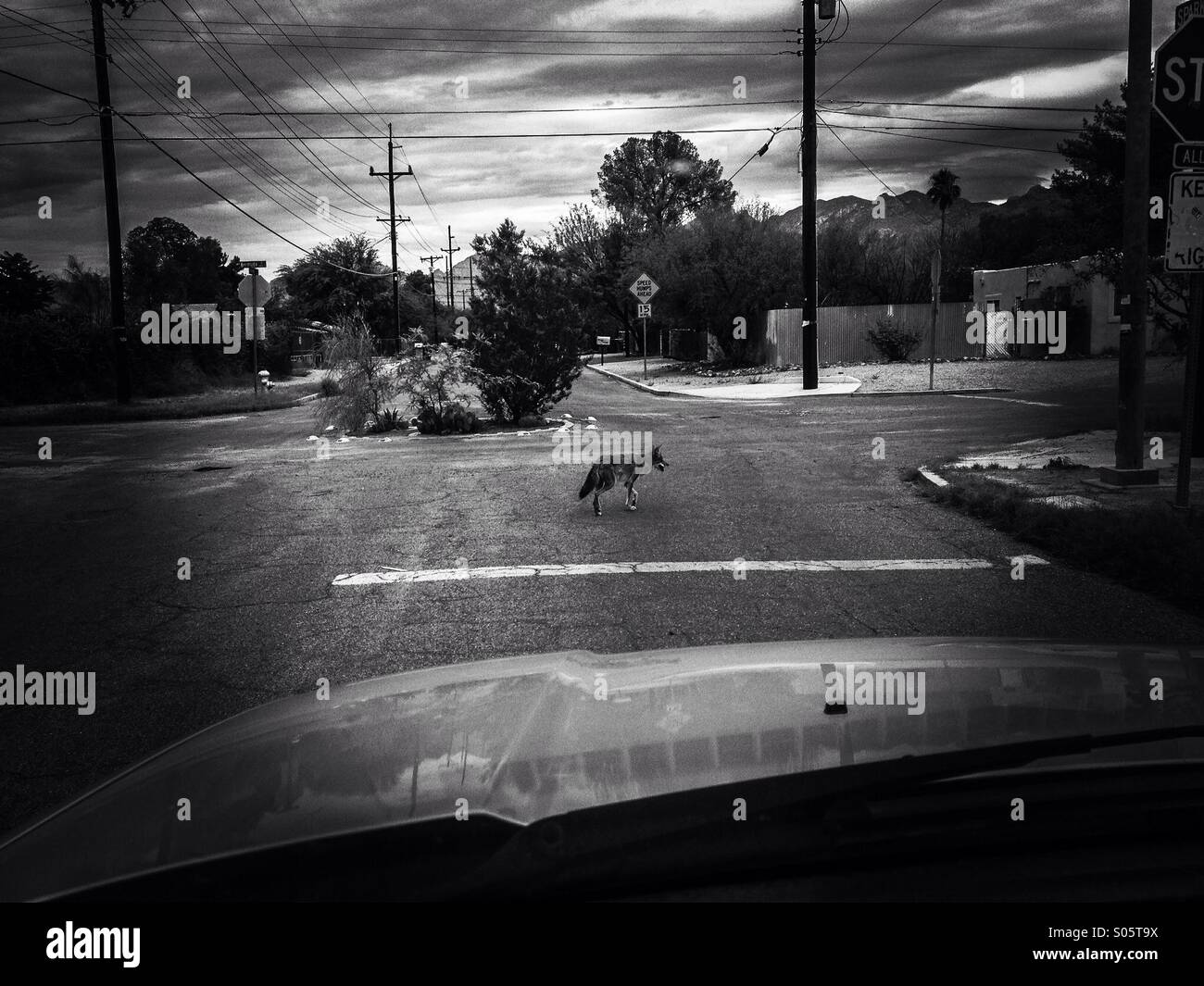 Un coyote urbano fa il suo modo a casa tardi su una domenica mattina di Tucson, Arizona, Stati Uniti. Foto Stock