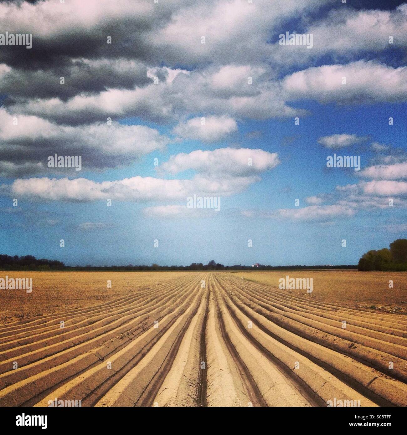 Le linee convergenti nel campo Foto Stock