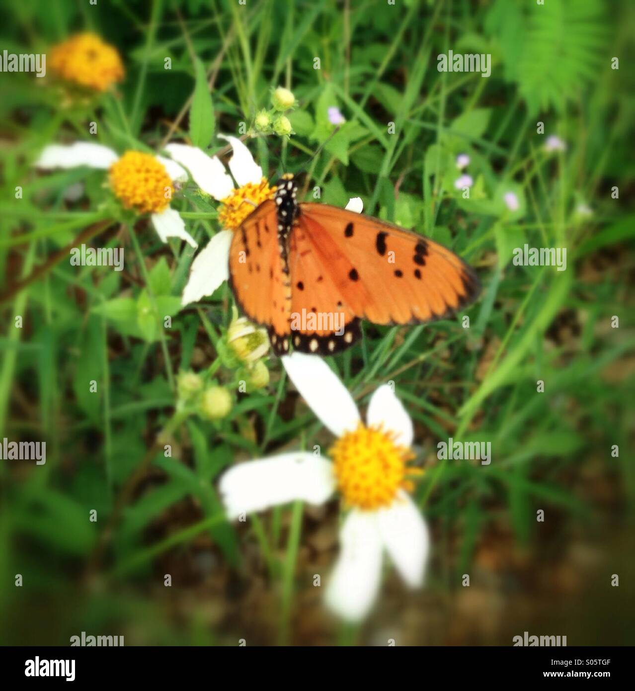 Fiore selvatico e butterfly Foto Stock