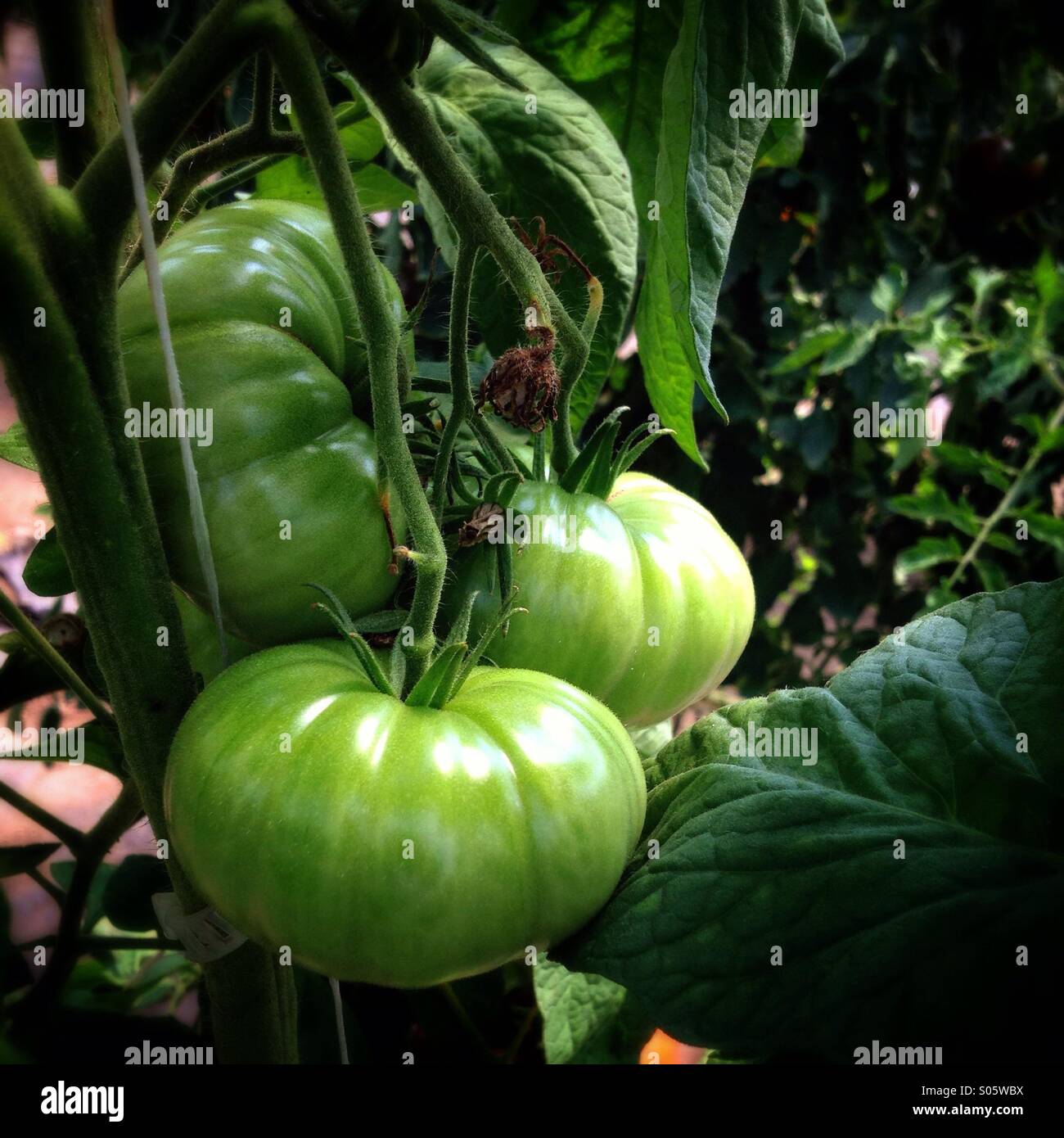 Pomodori maturazione sulla vite Foto Stock