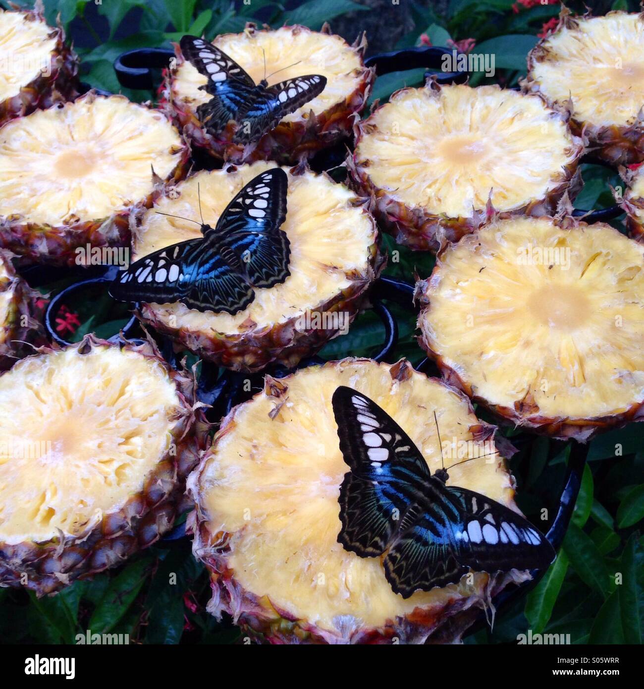 Farfalle blu nel giardino delle farfalle su ananas - Immagine stock catturata con smartphone