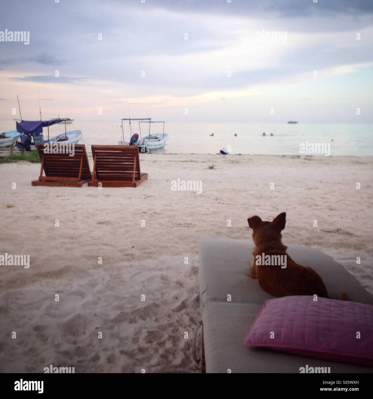 Un cane su una sdraio sulla spiaggia orologi il tramonto a Holbox island, Quintana Roo, la penisola dello Yucatan, Messico - Immagine stock catturata con smartphone