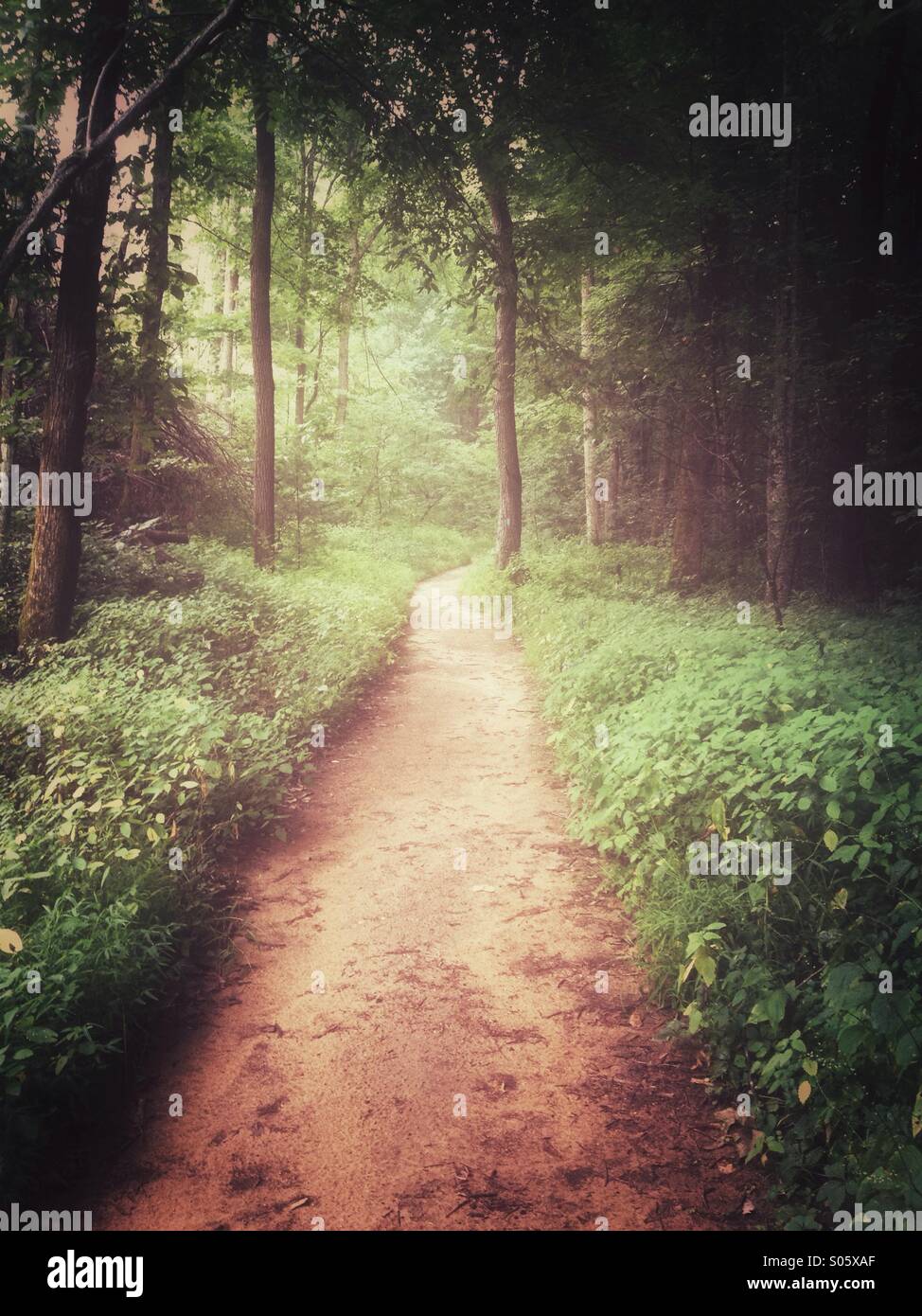 L'Appalachian Trail conduce attraverso una lussureggiante foresta Foto Stock