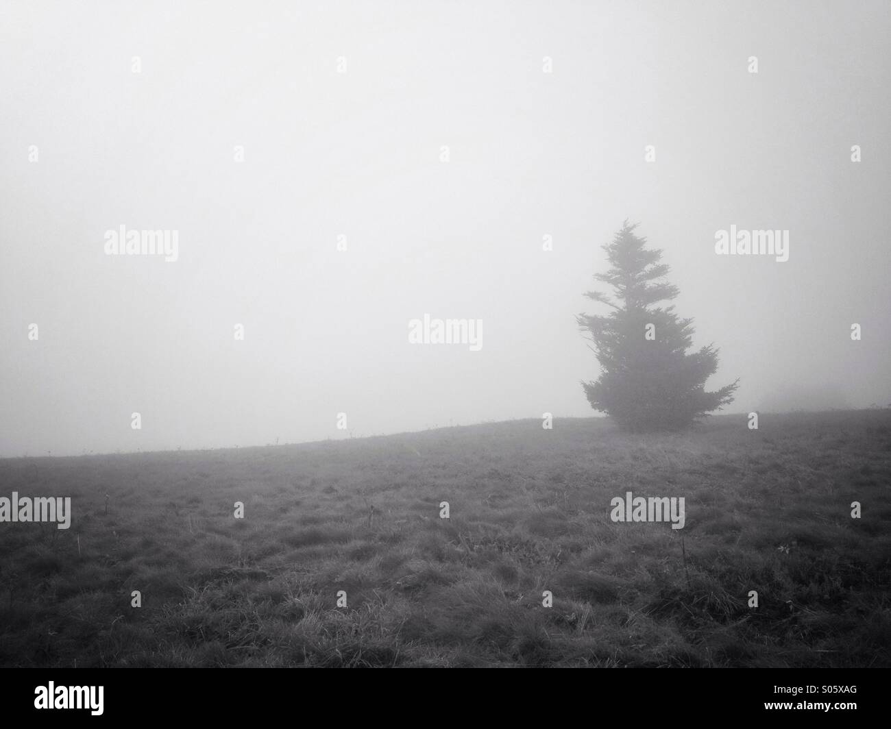 Un lone tree su una collina ricoperta di densa nebbia Foto Stock