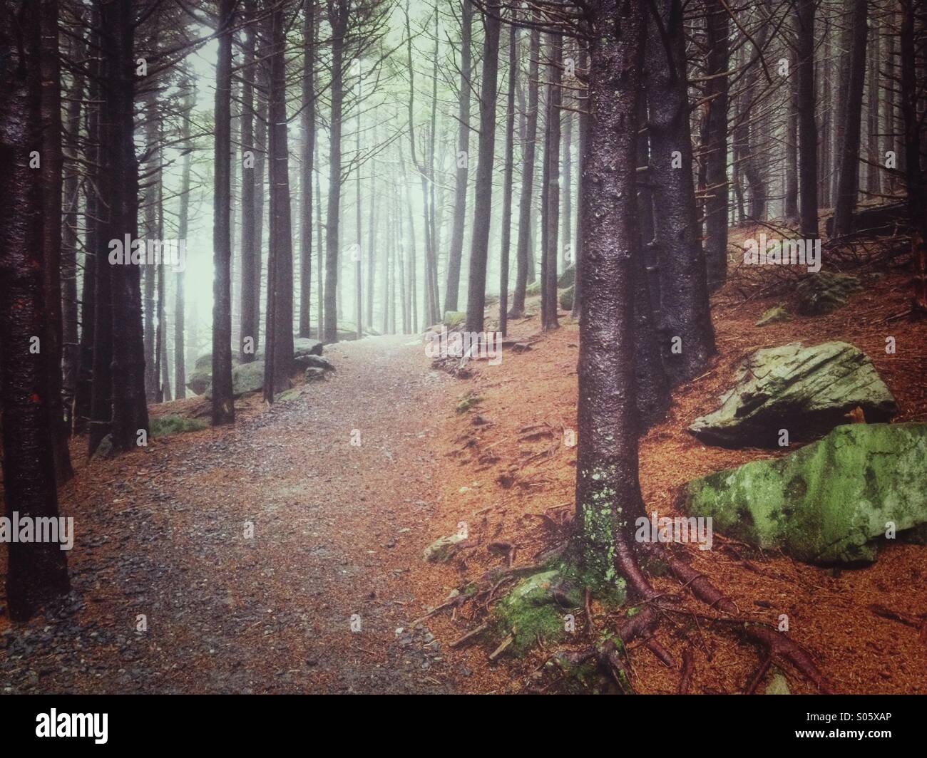 L'Appalachian Trail si snoda attraverso una foresta di nebbia Foto Stock