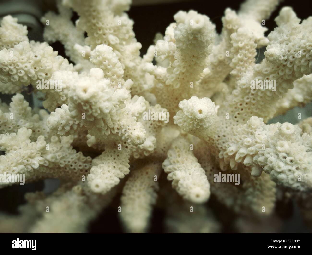 Campione di corallo al di fuori dell'acqua - Immagine stock catturata con smartphone
