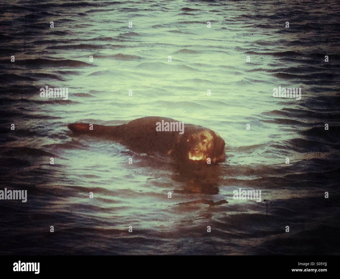 Il Labrador nero cane nuotare nel mare - Immagine stock catturata con smartphone