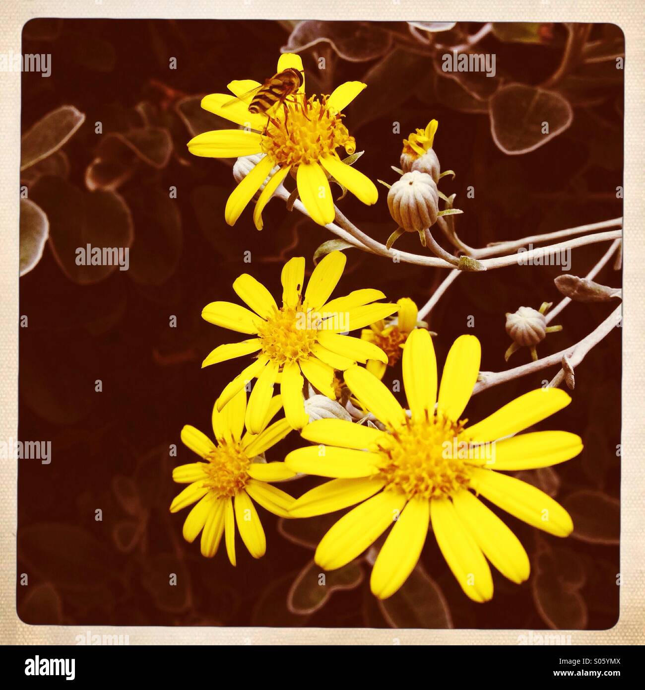 Abbastanza piccoli fiori gialli (aestri?) Foto Stock