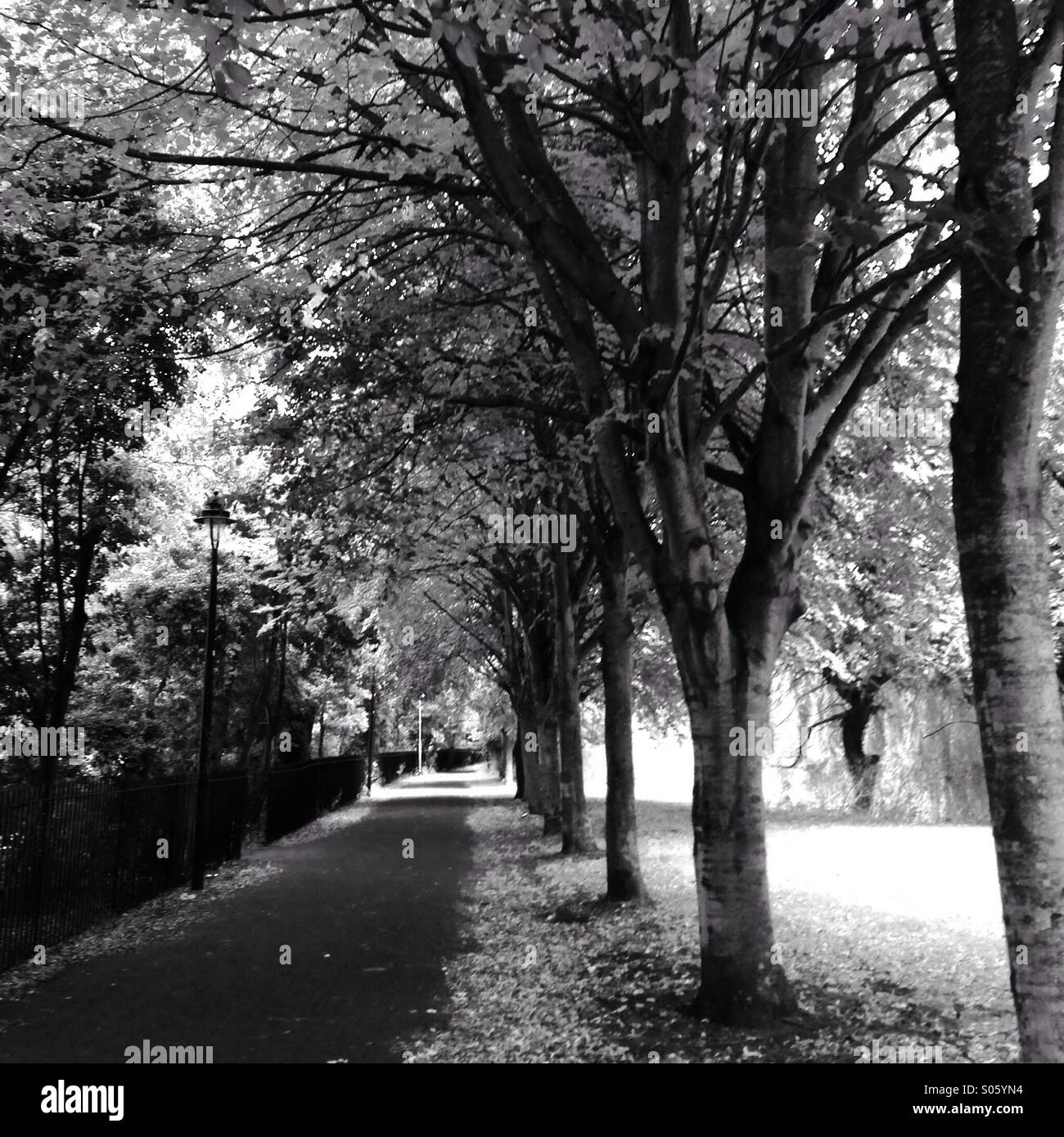 Viale alberato a piedi in bianco e nero Foto Stock