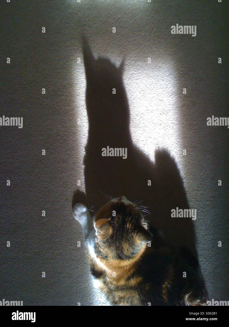 Colata Cat spooky ombra Foto Stock