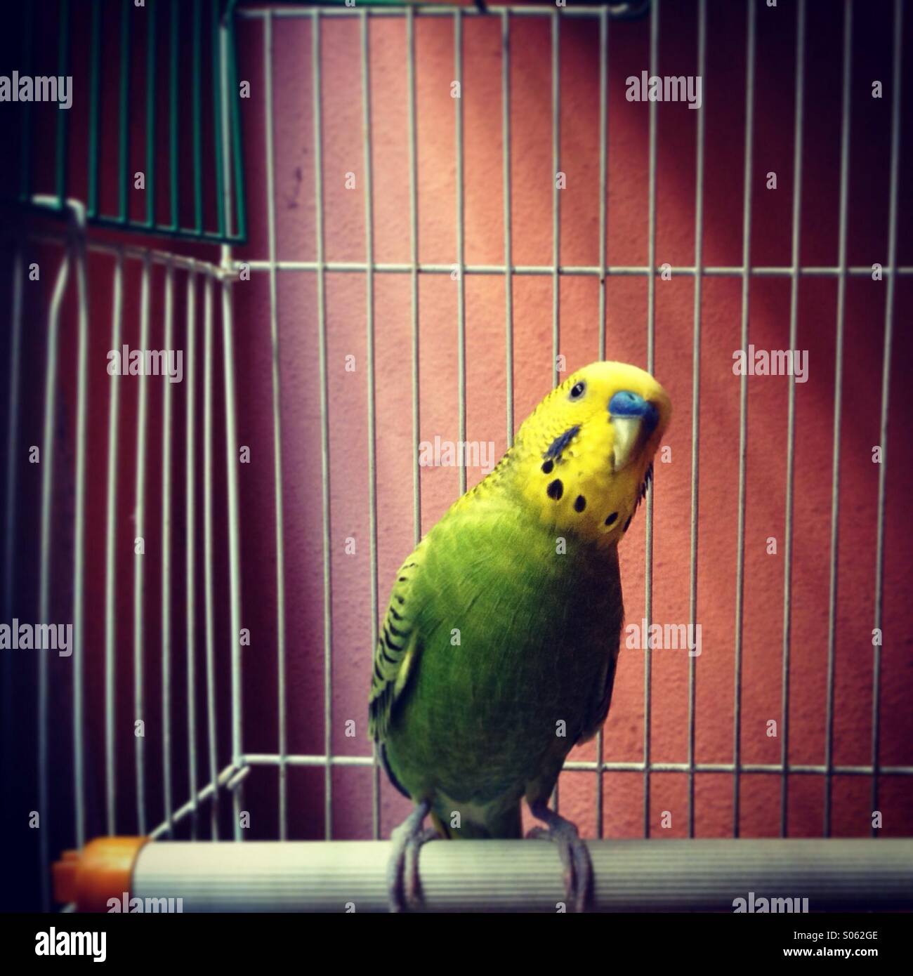 Un amore uccello guardando al di fuori di una gabbia Foto Stock