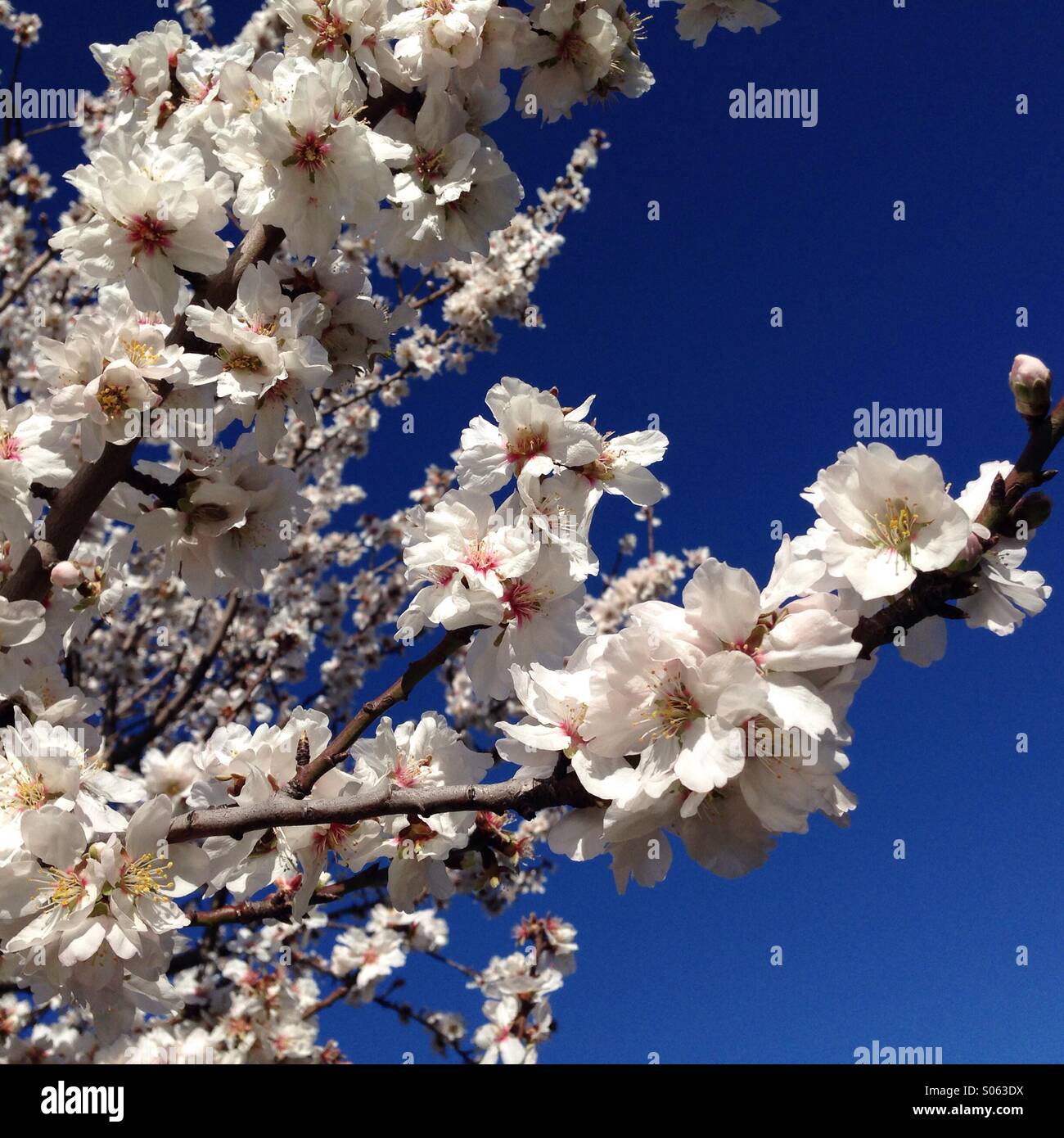 Apple primavera fiorisce in fiore - Immagine stock catturata con smartphone