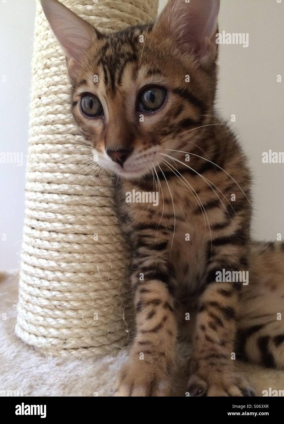 Il Bengala gattino, 13 settimane di età, sul suo graffiare il post. - Immagine stock catturata con smartphone