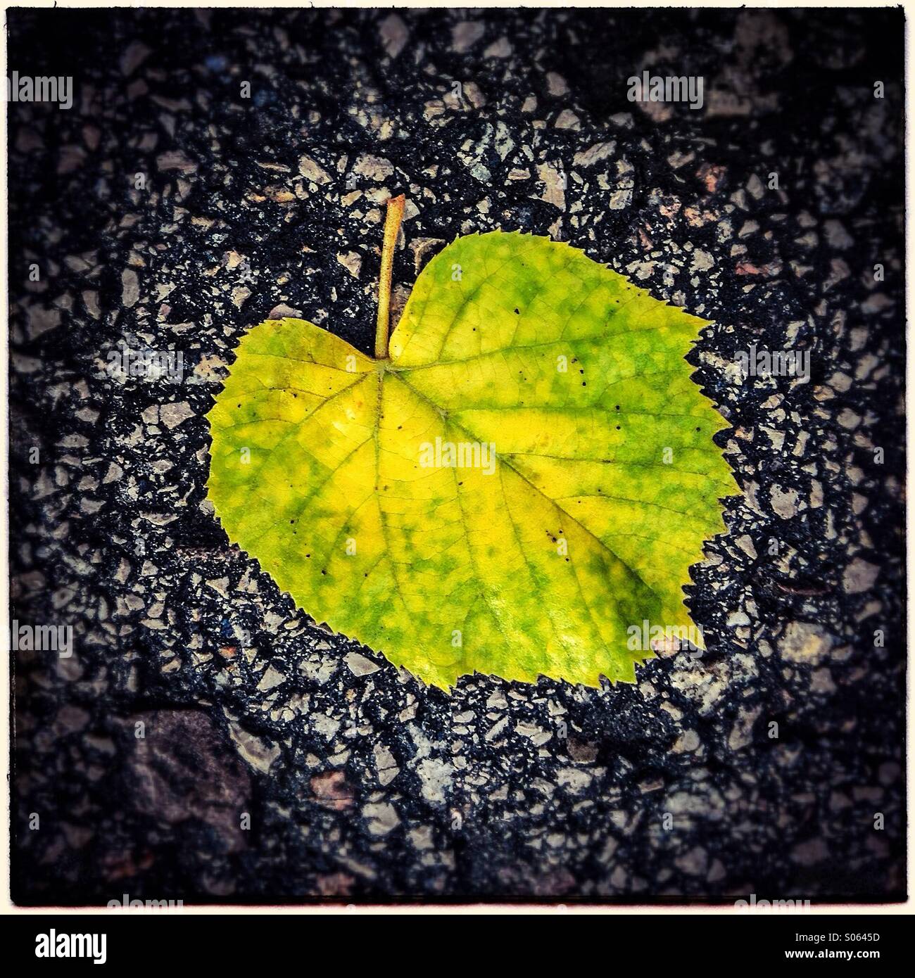 Unico autumm caduto foglie su un marciapiede marciapiede in una città Foto Stock