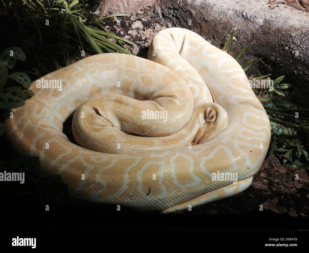 Un giallo e bianco modellato Boa constrictor snake addormentato e avvolto a  ricciolo Foto stock - Alamy