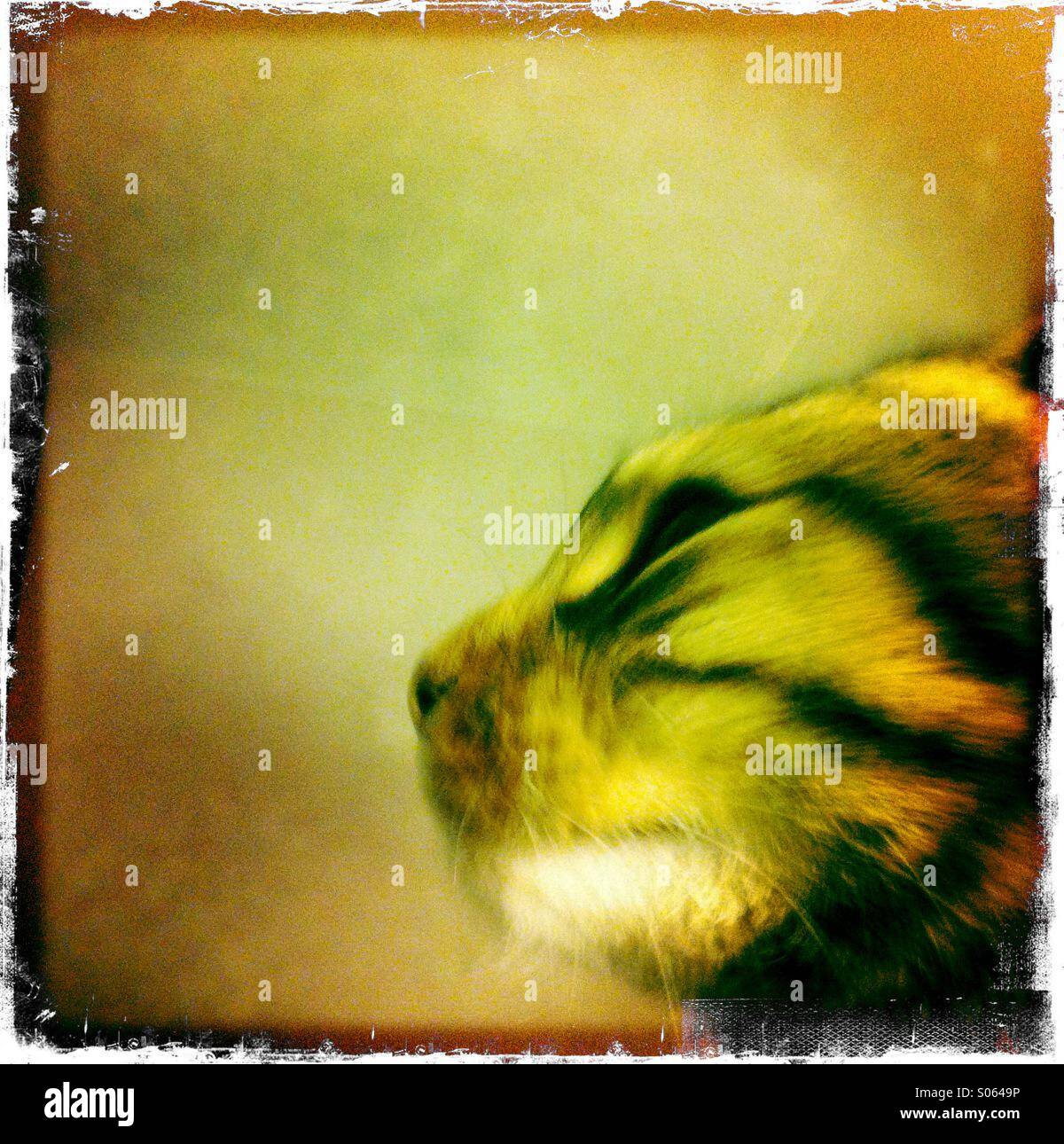 Tabby cat close up profilo della testina - Immagine stock catturata con smartphone