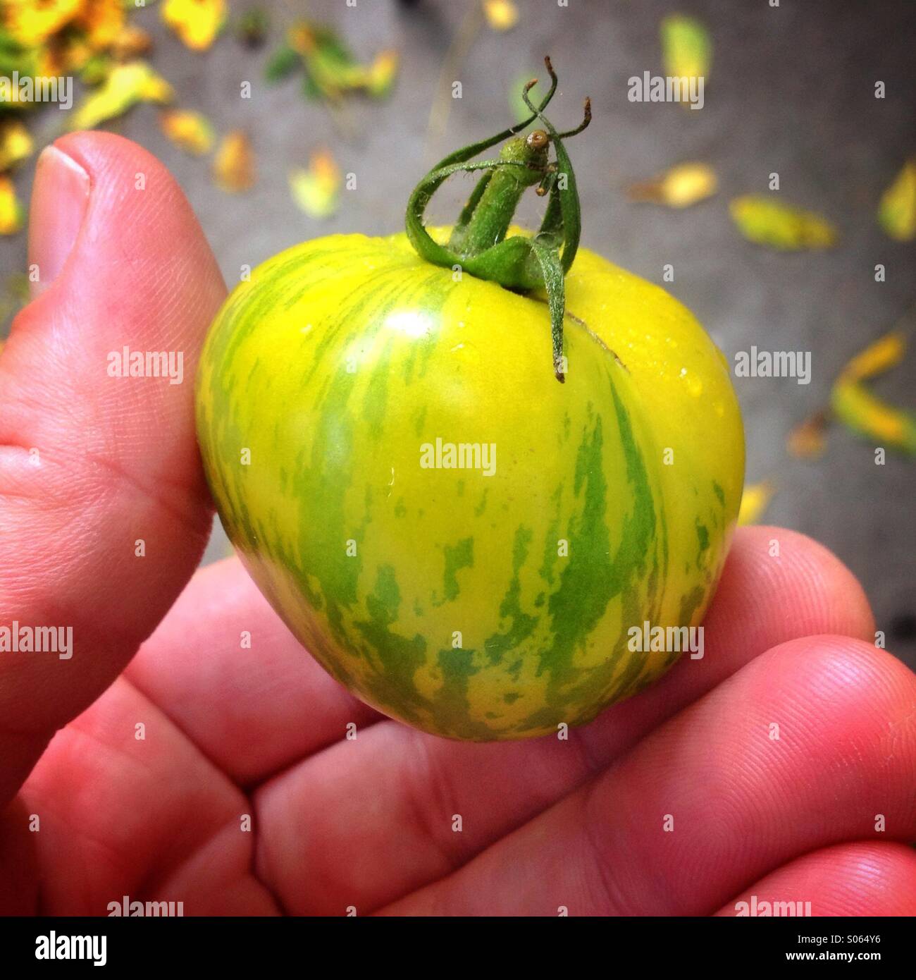 Fresche raccolte verdi cimelio di zebra pomodoro Foto Stock