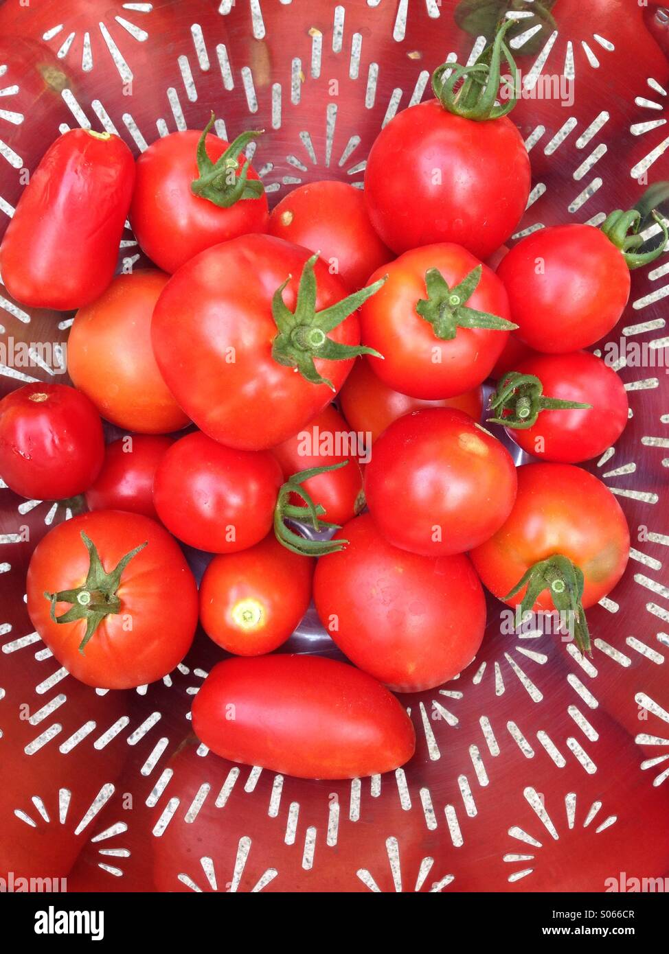 I pomodori in un colapasta, Marin County, California, Stati Uniti d'America Foto Stock