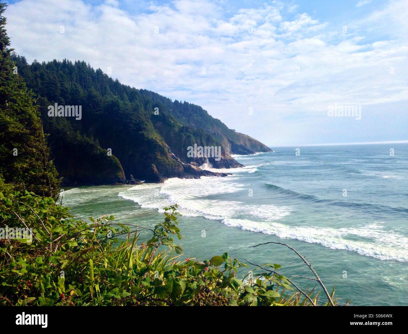 Il litorale di Oregon con un blackberry rovo in primo piano. Foto Stock