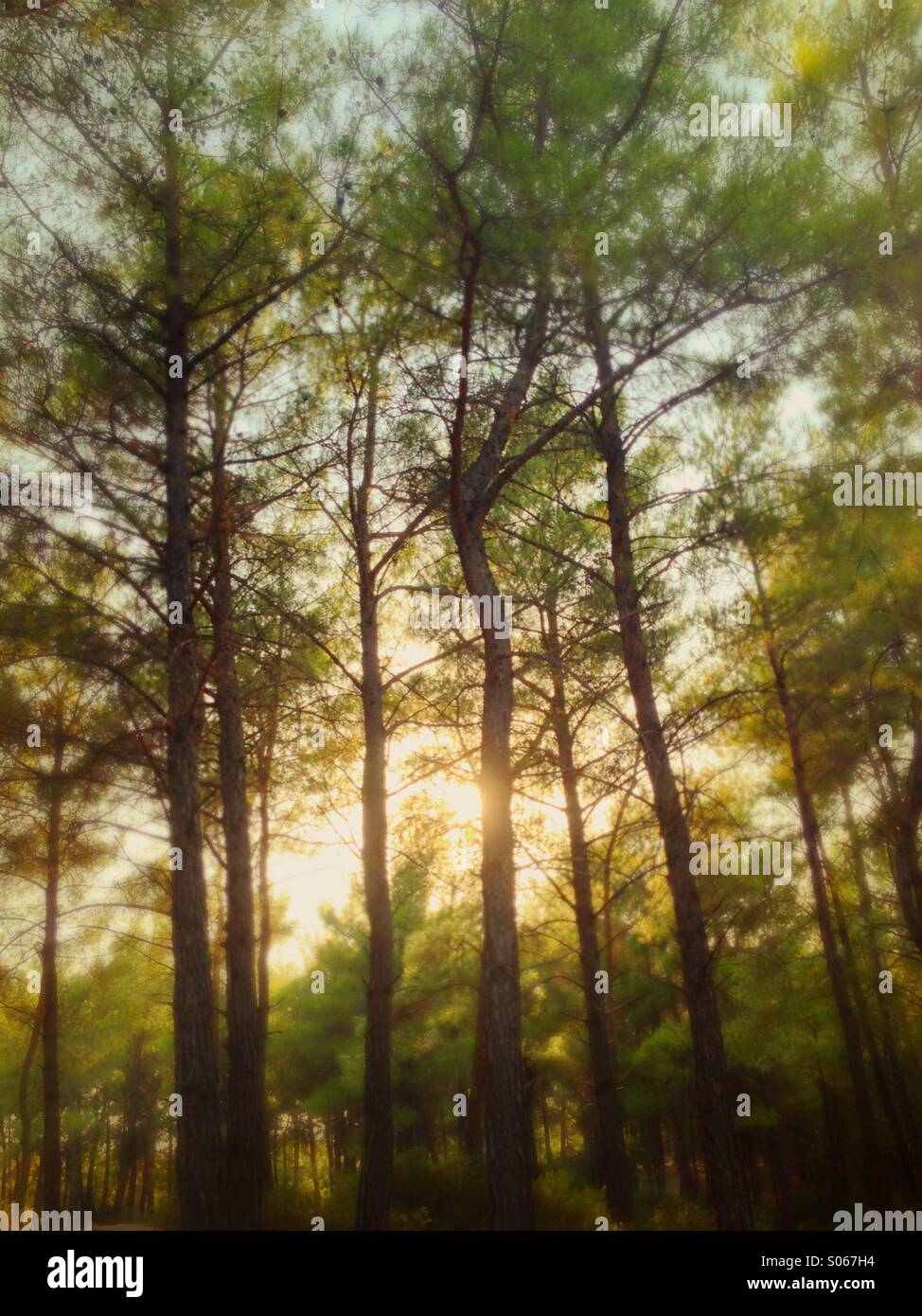 Pomeriggio di ammorbidimento di sun nella foresta vicino Sakrakent Gorge, Turchia. L'ombra di un popolare picnic sotto gli alberi. Foto Stock