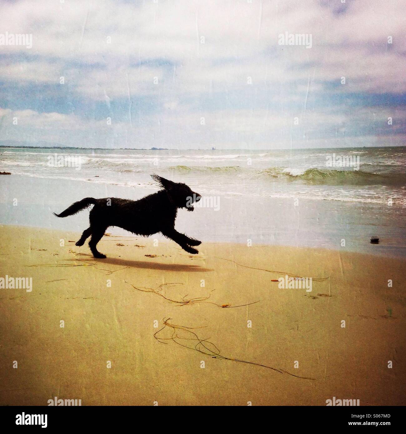 Un felice labradoodle cane giocando sulla spiaggia. Ventura California USA. Foto Stock