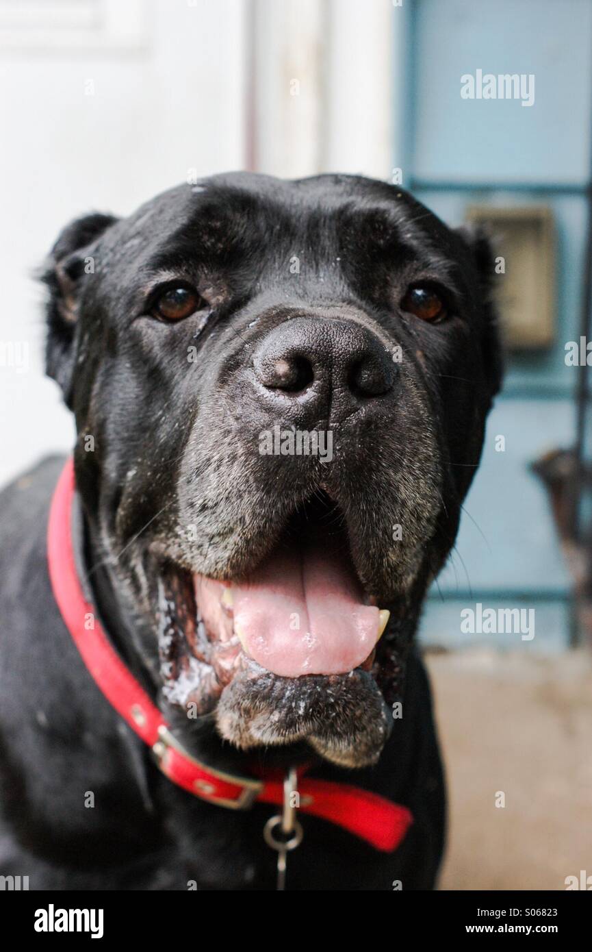 Cane Corso Foto Stock