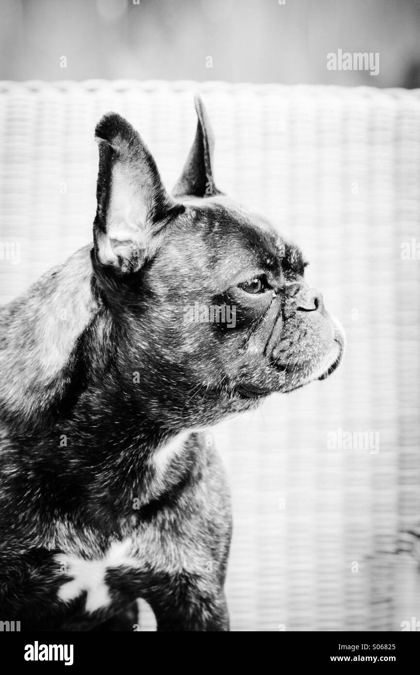 Bulldog francese Foto Stock