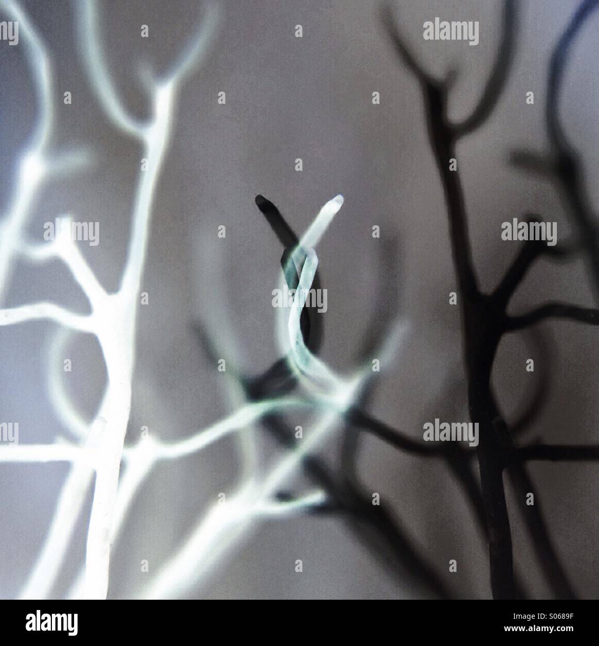 Alghe - Immagine stock catturata con smartphone