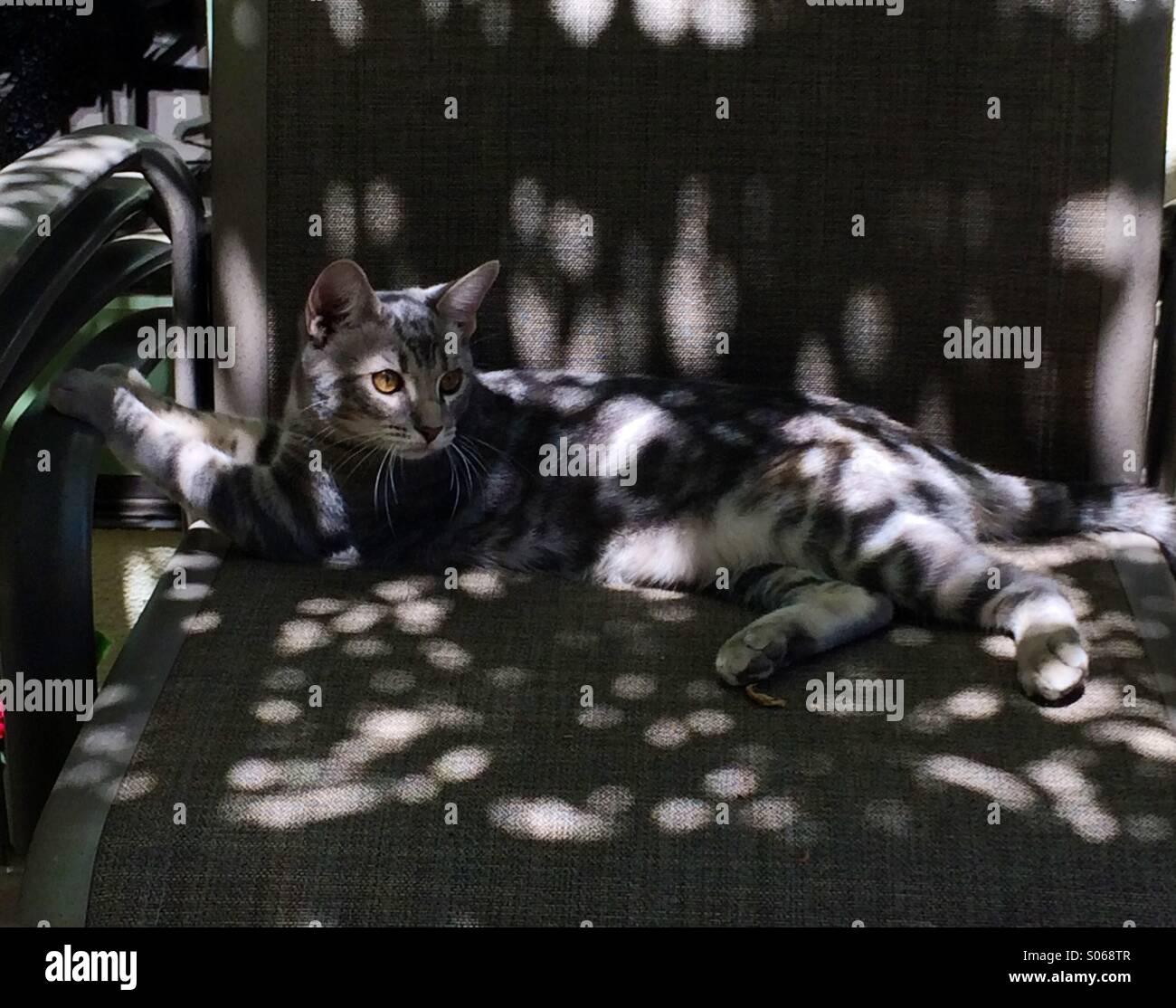 Il camuffamento cat in luce pezzata Foto Stock