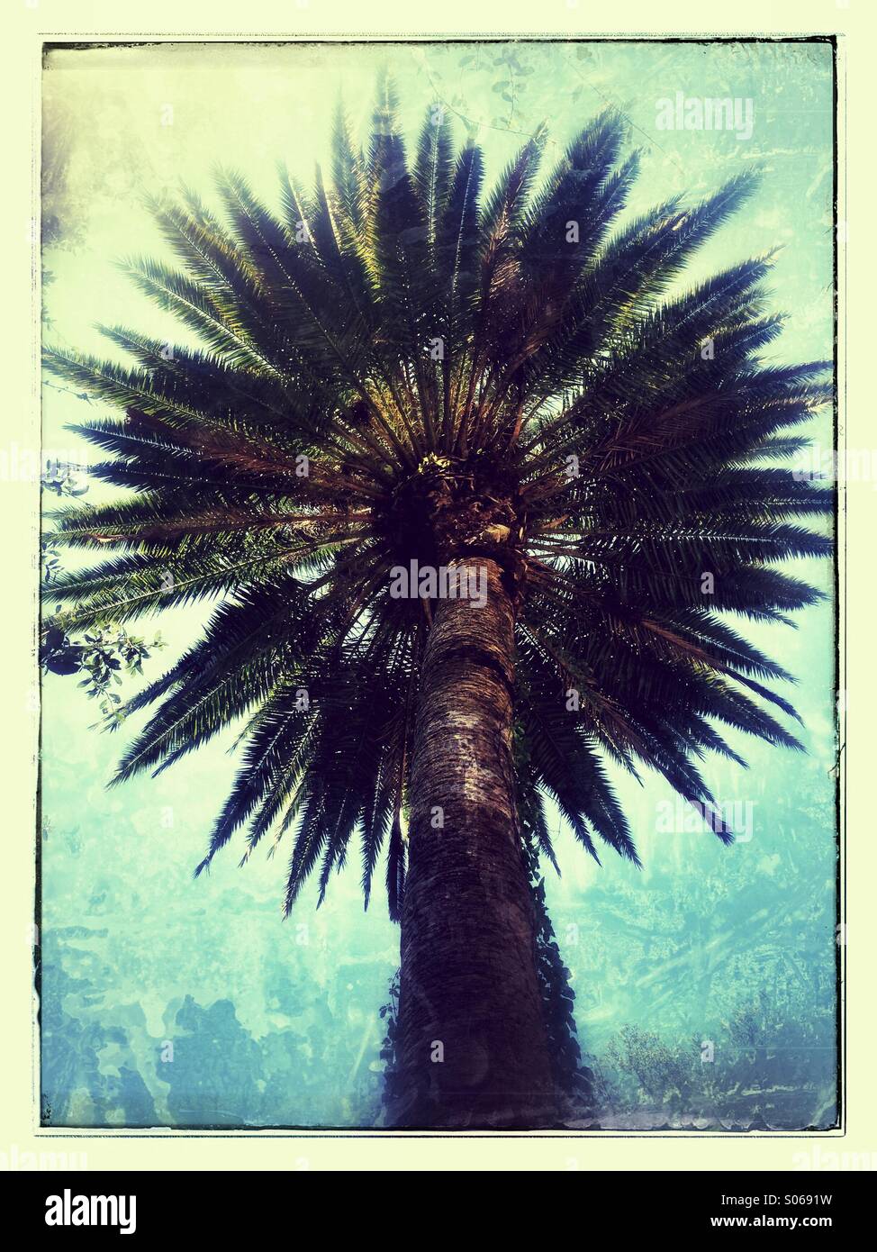 Una Florida Palm tree. - Immagine stock catturata con smartphone