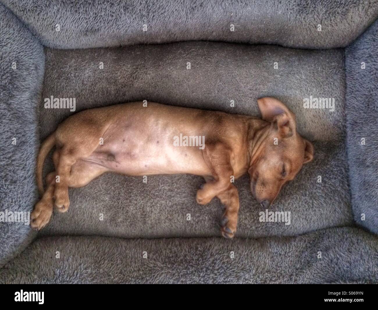 Una miniatura Bassotto cucciolo di dormire su un fianco su un letto di cane Foto Stock
