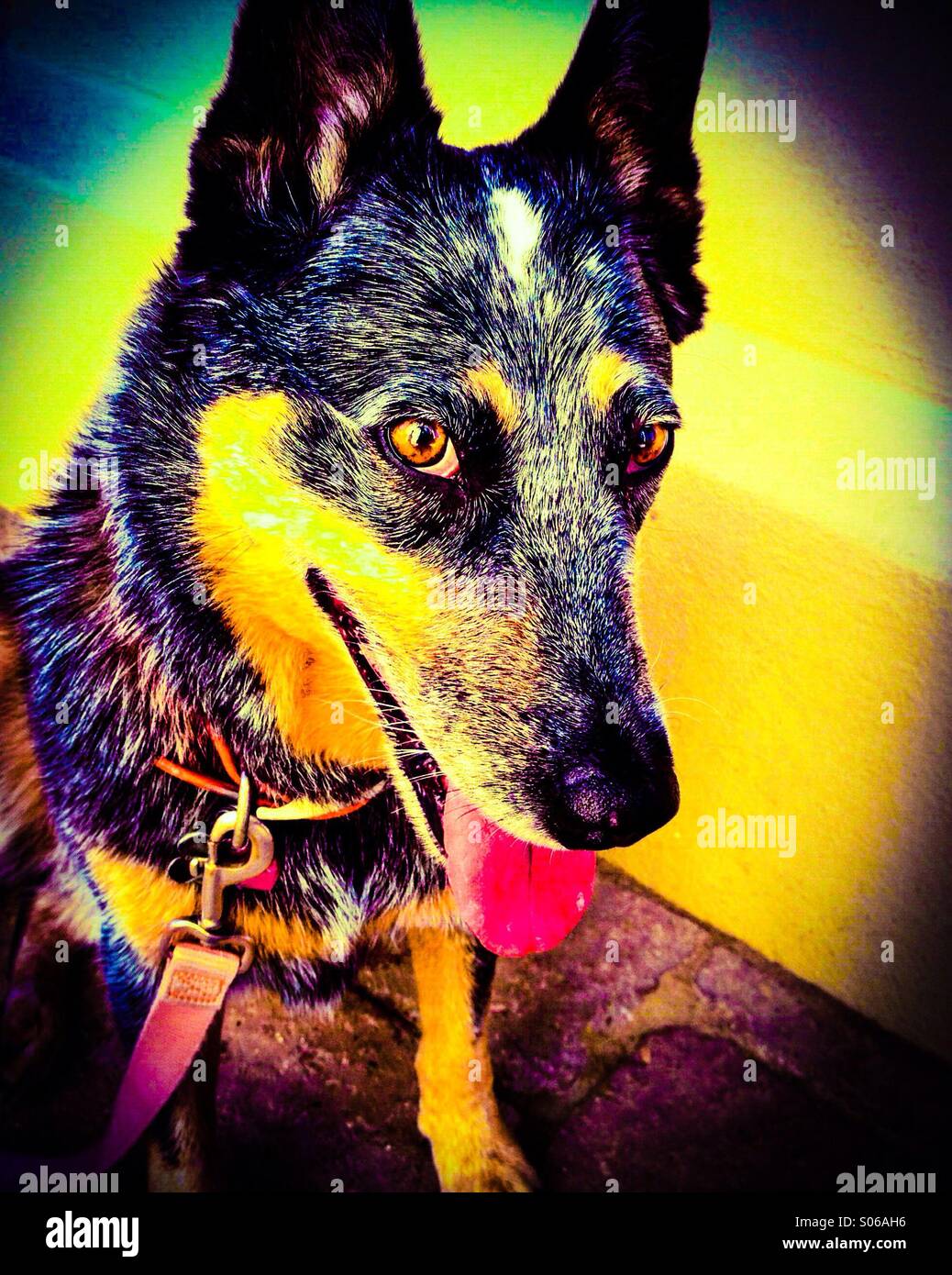 Un blue heeler si siede piuttosto. - Immagine stock catturata con smartphone