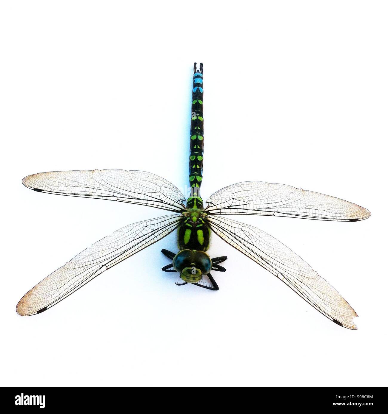 Southern Hawker libellula Aeshna cyanea - Immagine stock catturata con smartphone