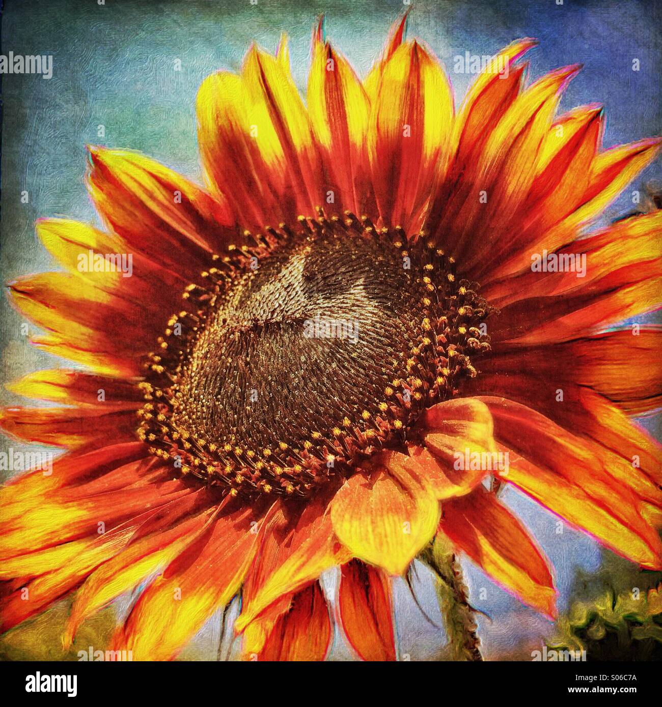 Pittorica di rosso e giallo estate ibridi di girasole - Immagine stock catturata con smartphone