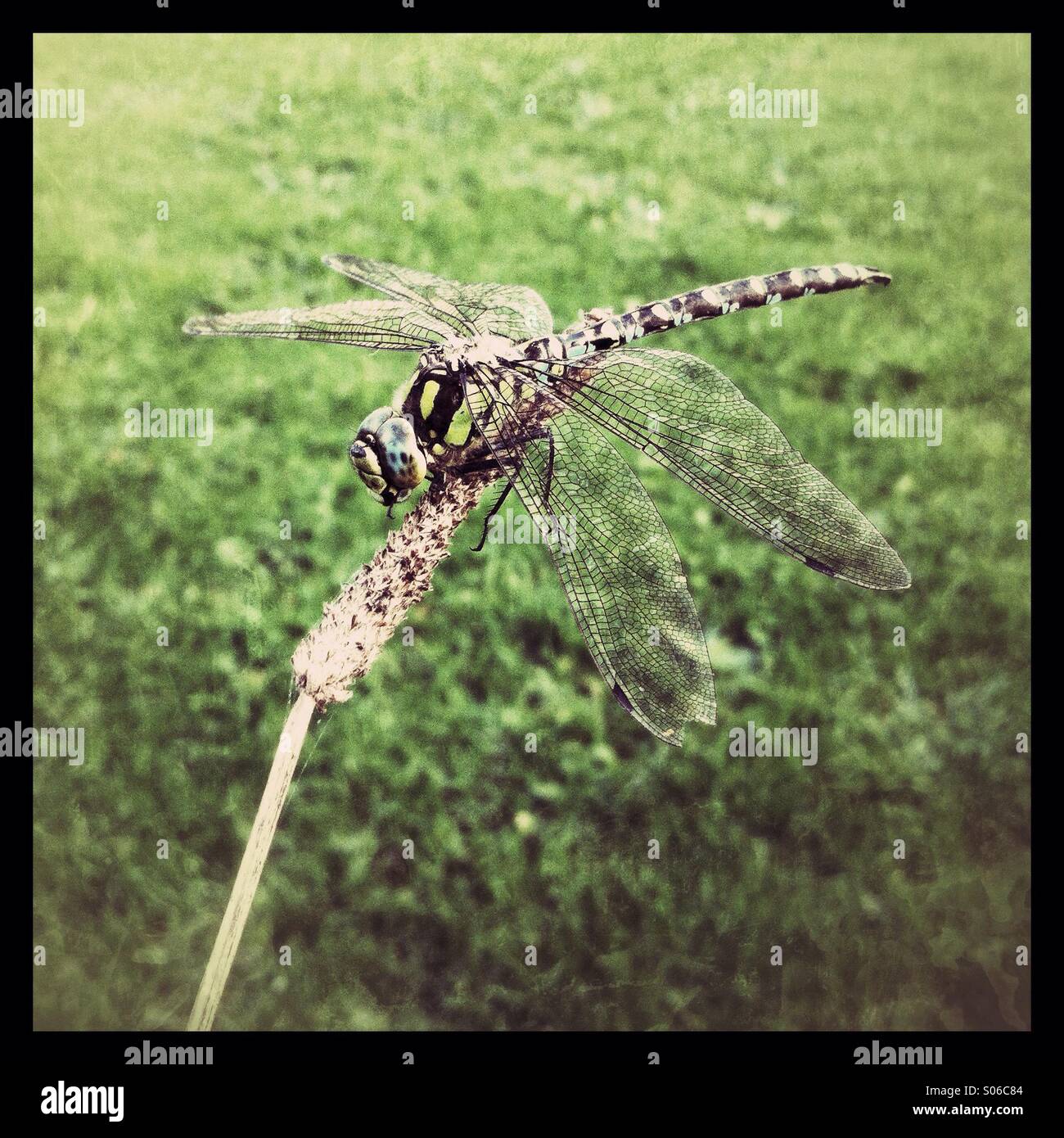 Maschio Hawker meridionale di libellula - Immagine stock catturata con smartphone