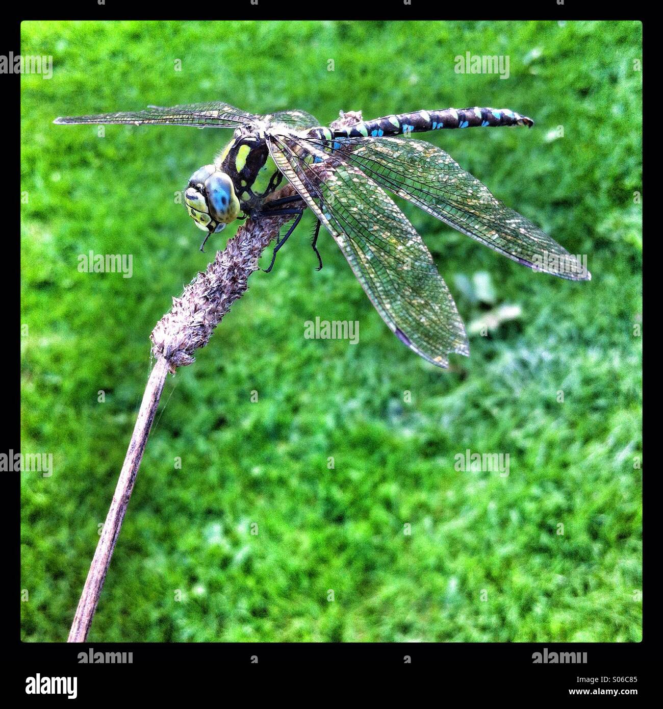 Libellula maschio, Hampshire, Inghilterra, Regno Unito - Immagine stock catturata con smartphone