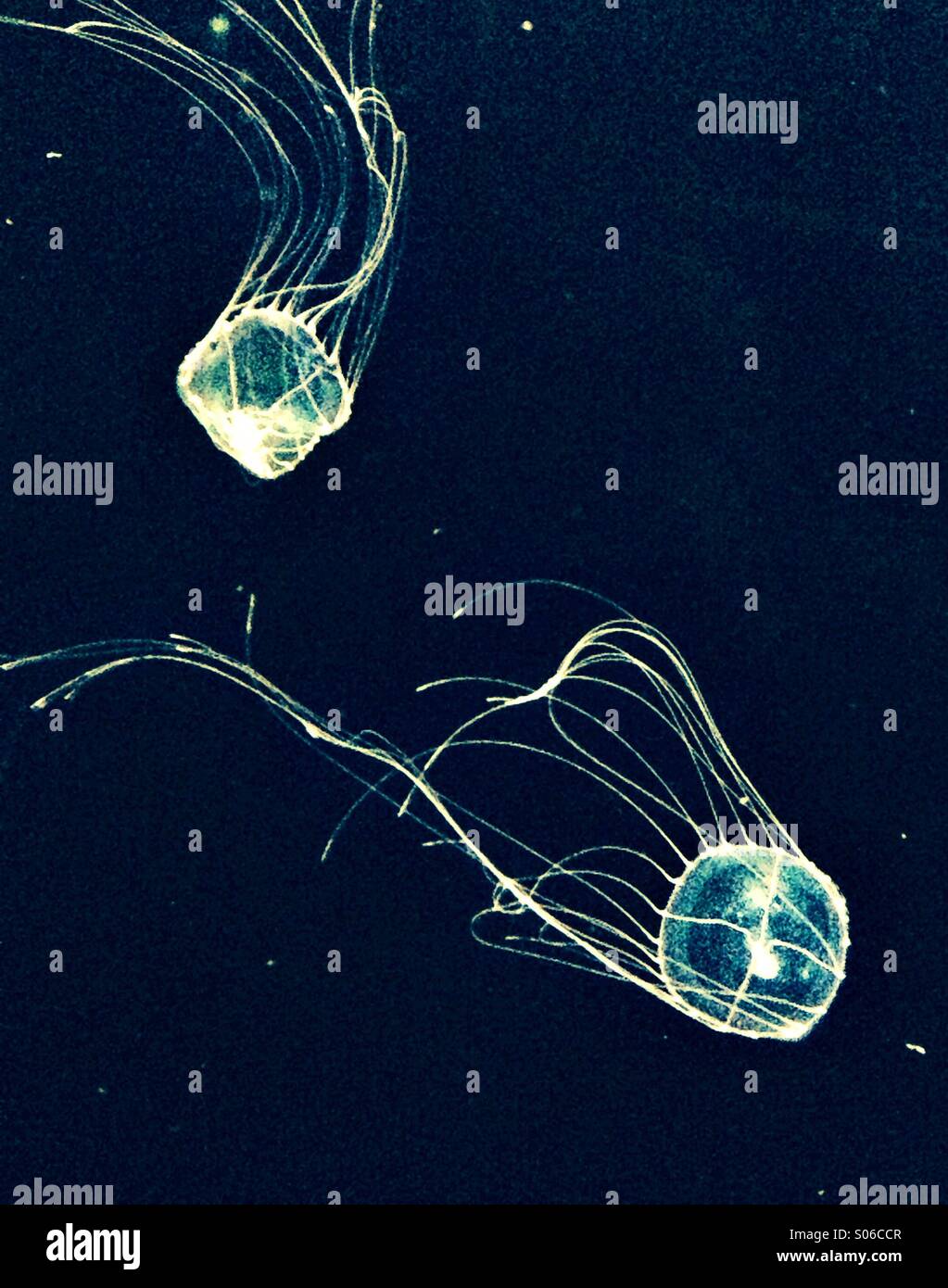 Due meduse nuoto - Immagine stock catturata con smartphone
