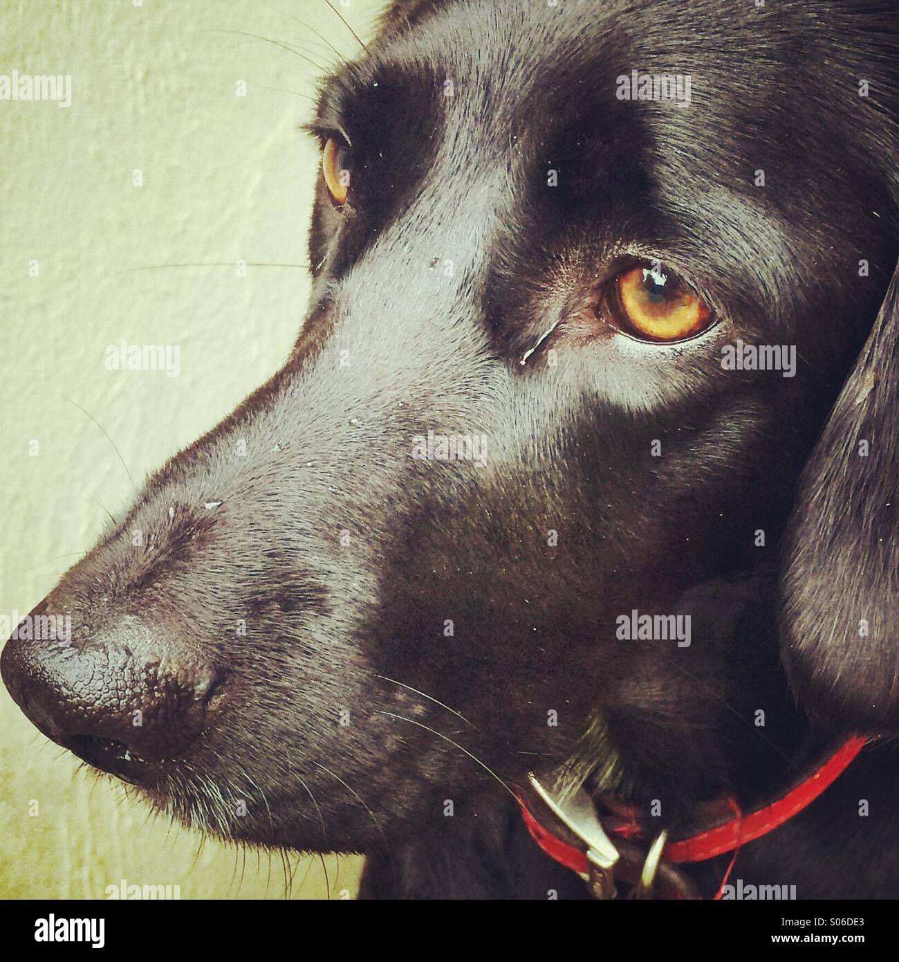 Un cane nero - Immagine stock catturata con smartphone