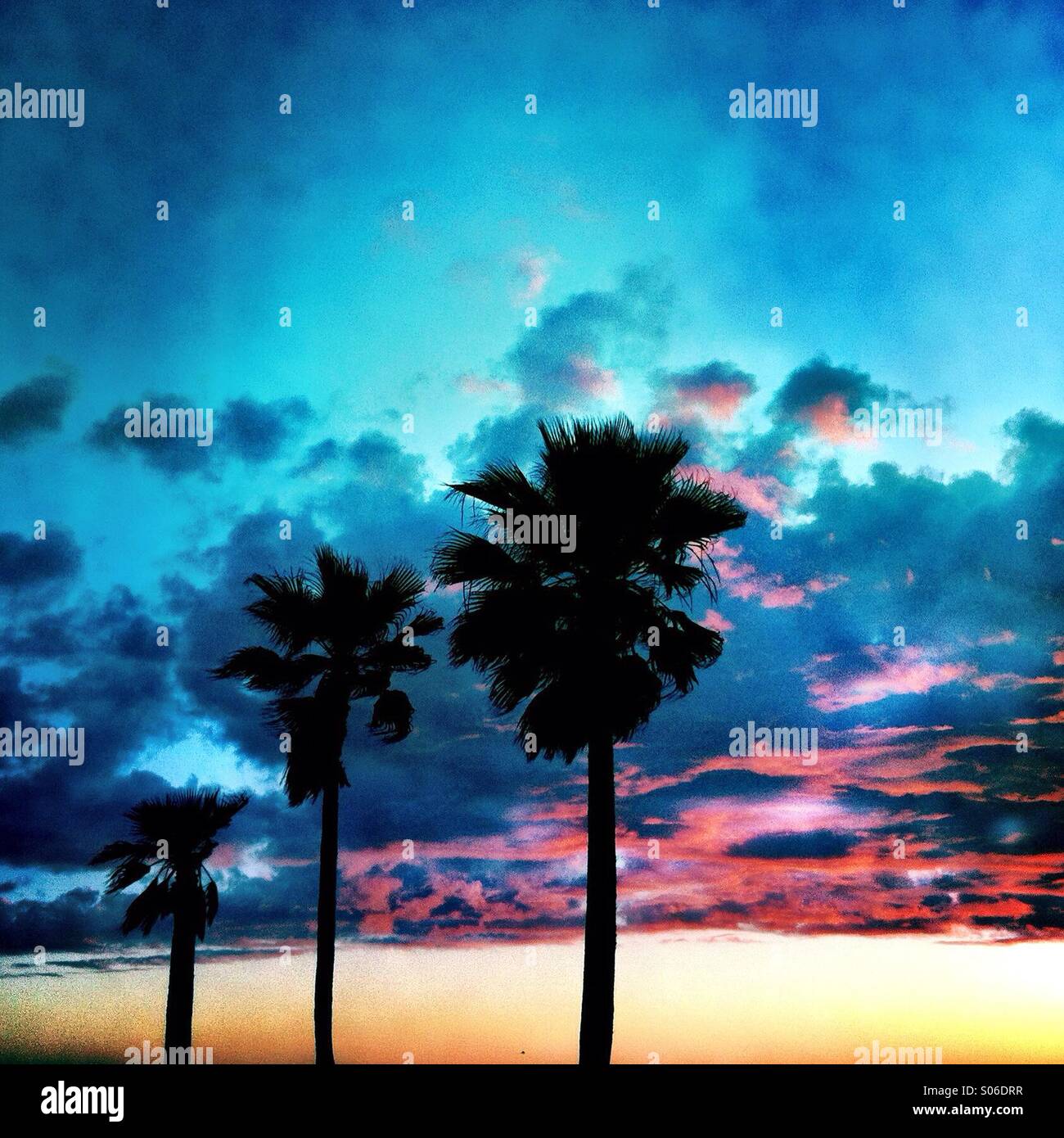 Tre alberi di palma e nuvole al tramonto. Manhattan Beach California USA Foto Stock