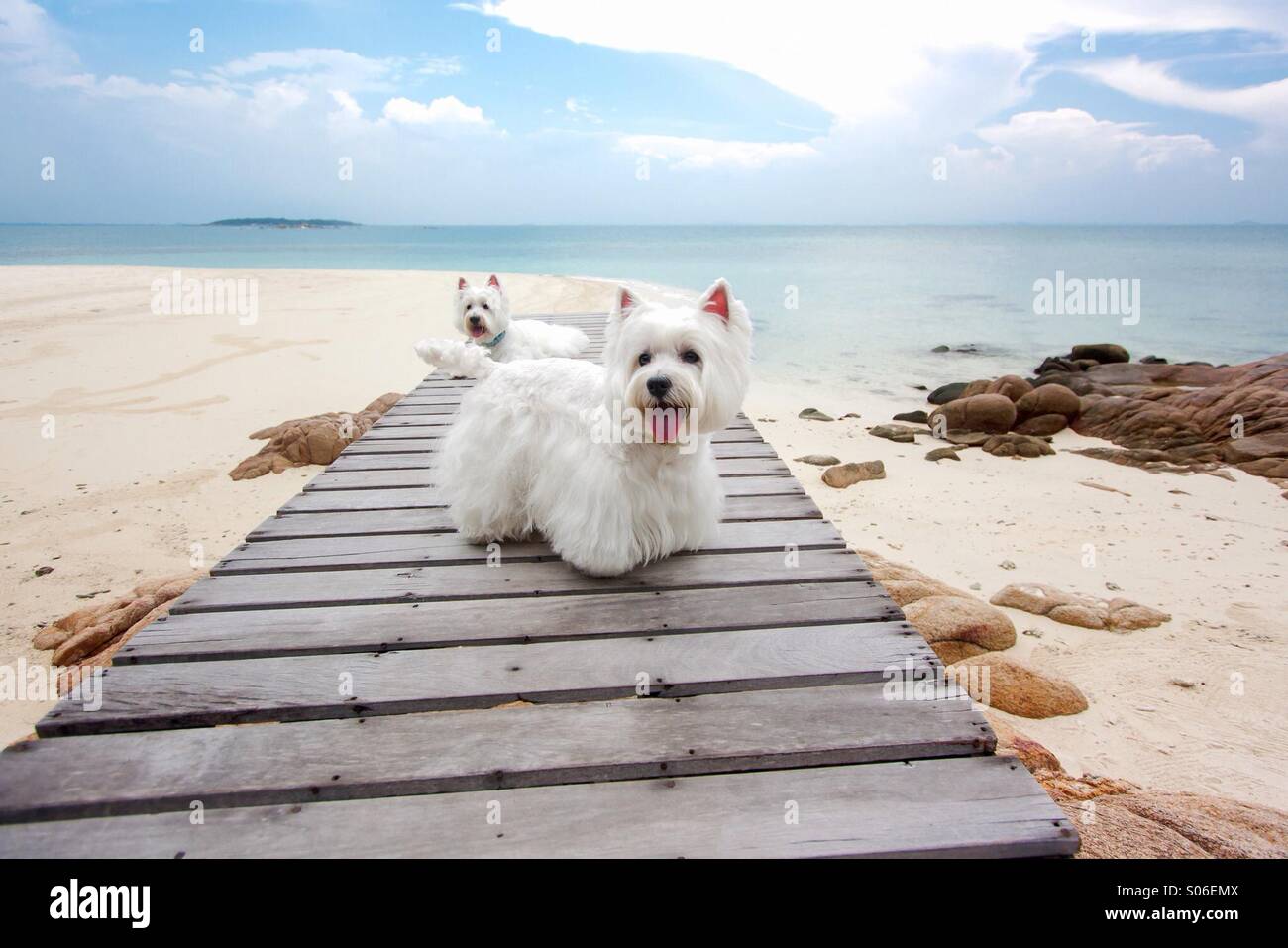 Carino westie cane sul ponte in legno. Foto Stock