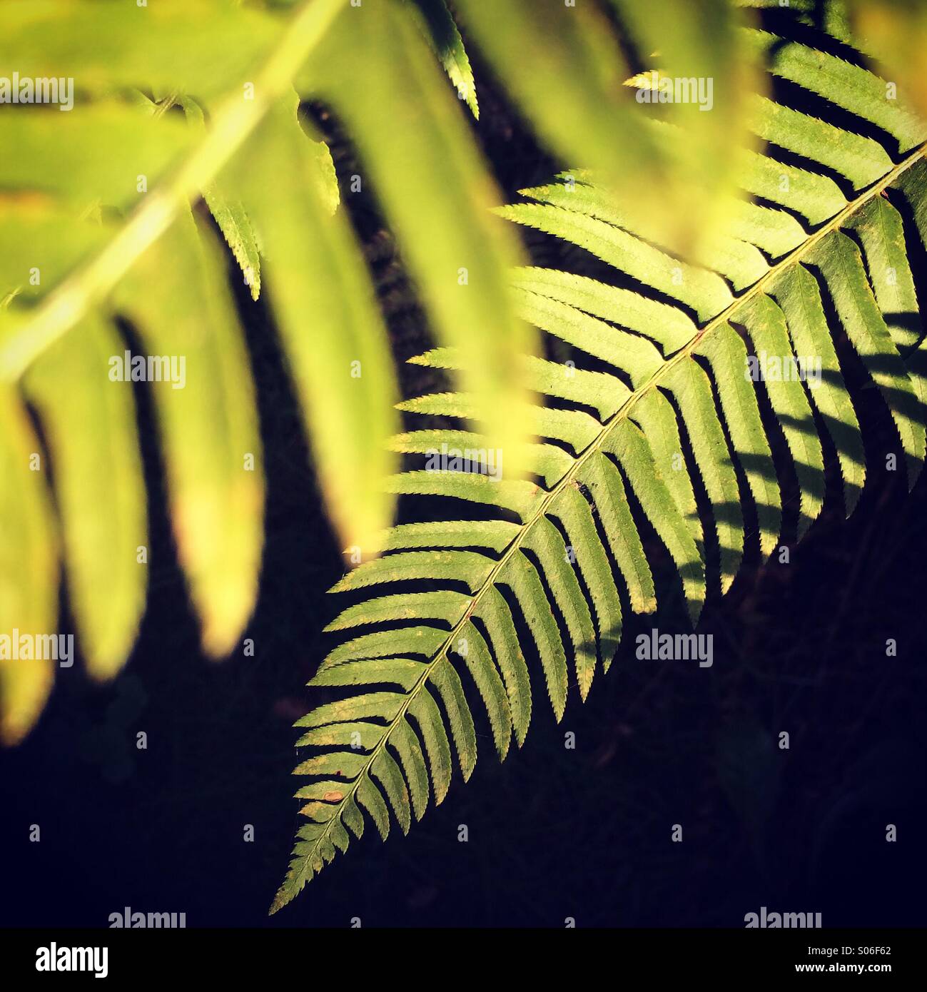 Fronde di felce in presenza di luce solare, chiave Penisola, Kopachuck parco statale, nello Stato di Washington - Immagine stock catturata con smartphone