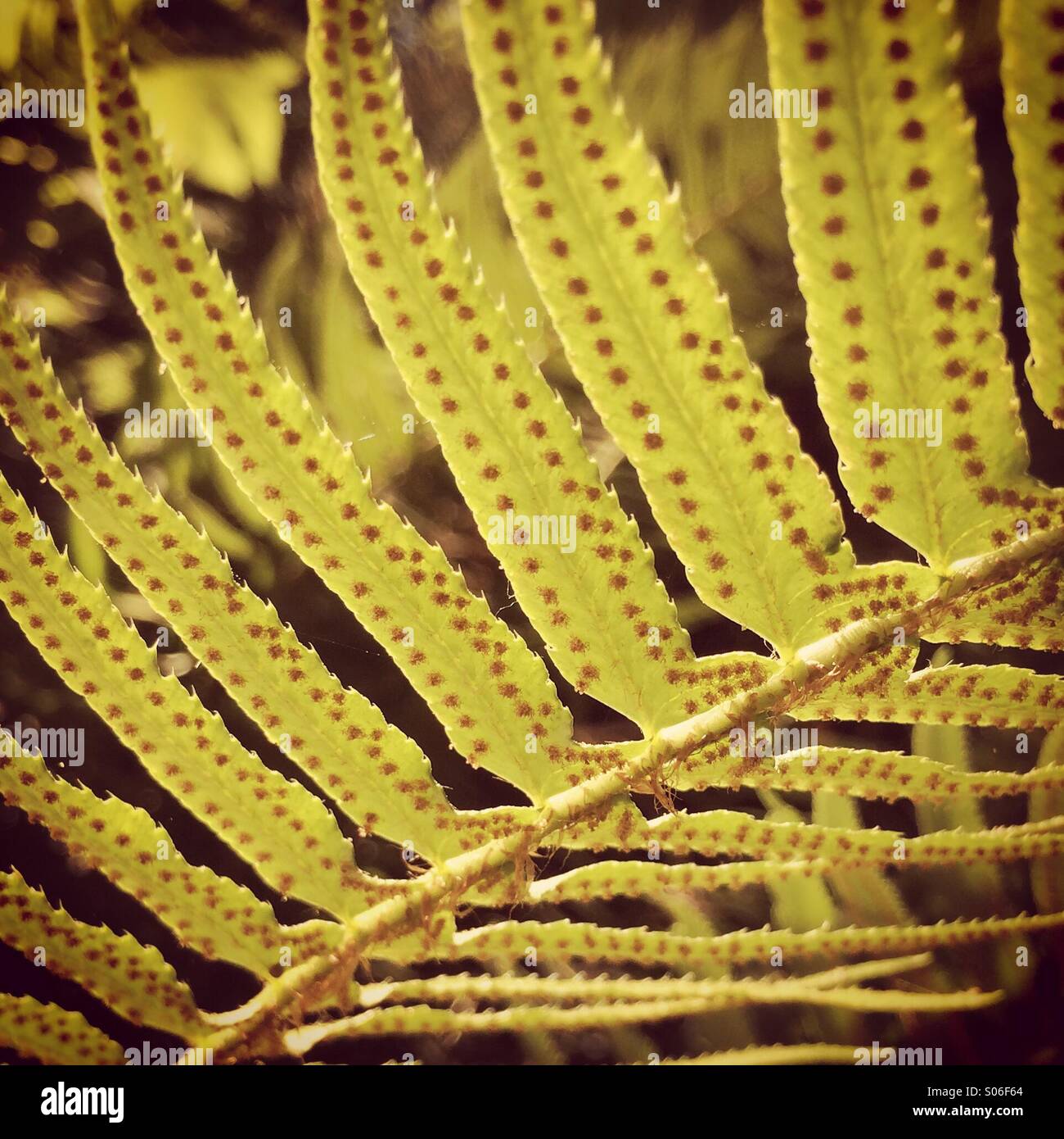 Spada fern con spore, chiave Penisola, nello Stato di Washington, Kopachuck parco dello stato - Immagine stock catturata con smartphone