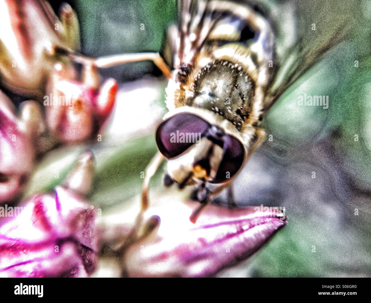 Close up di un hover fly - Immagine stock catturata con smartphone Close up di un hover fly - Immagine stock catturata con smartphone